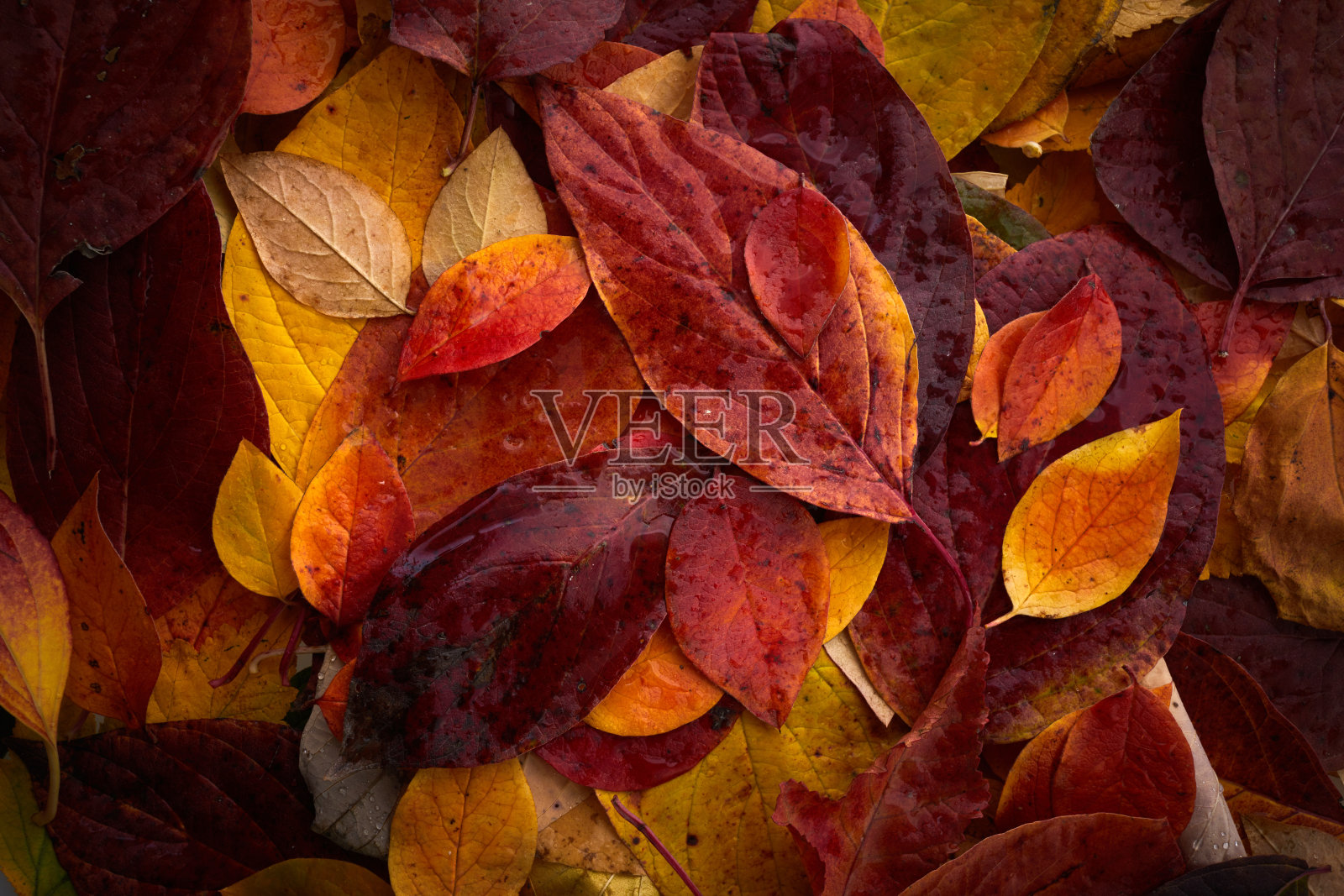 五彩缤纷的秋叶背景。俯视图照片摄影图片