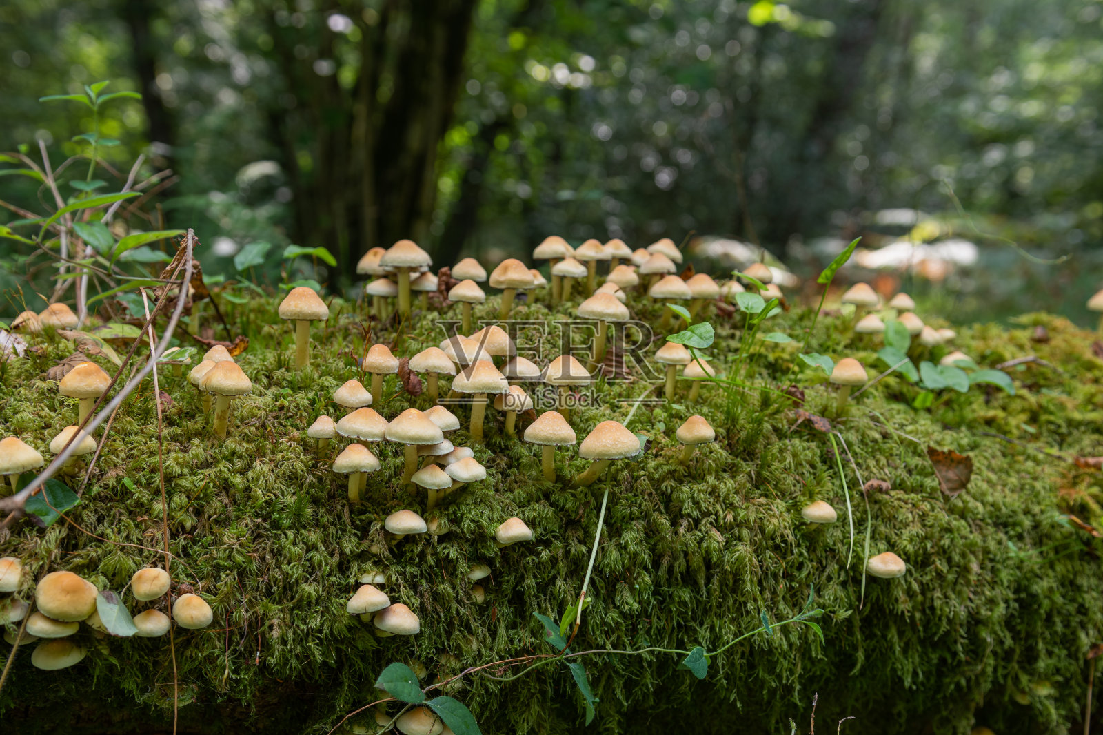 野蘑菇照片摄影图片