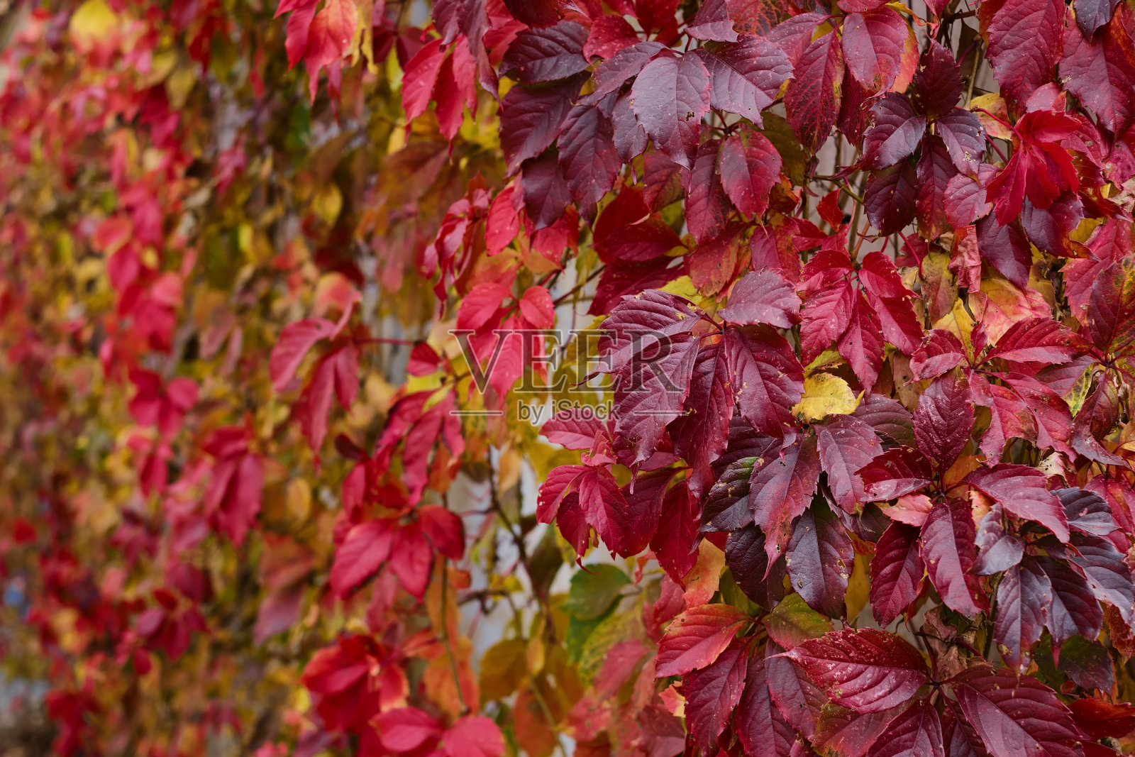 秋天明亮的背景。照片摄影图片