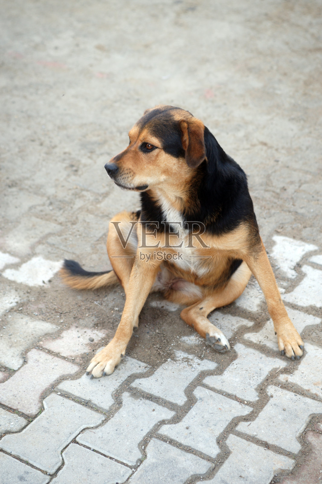 流浪狗照片摄影图片