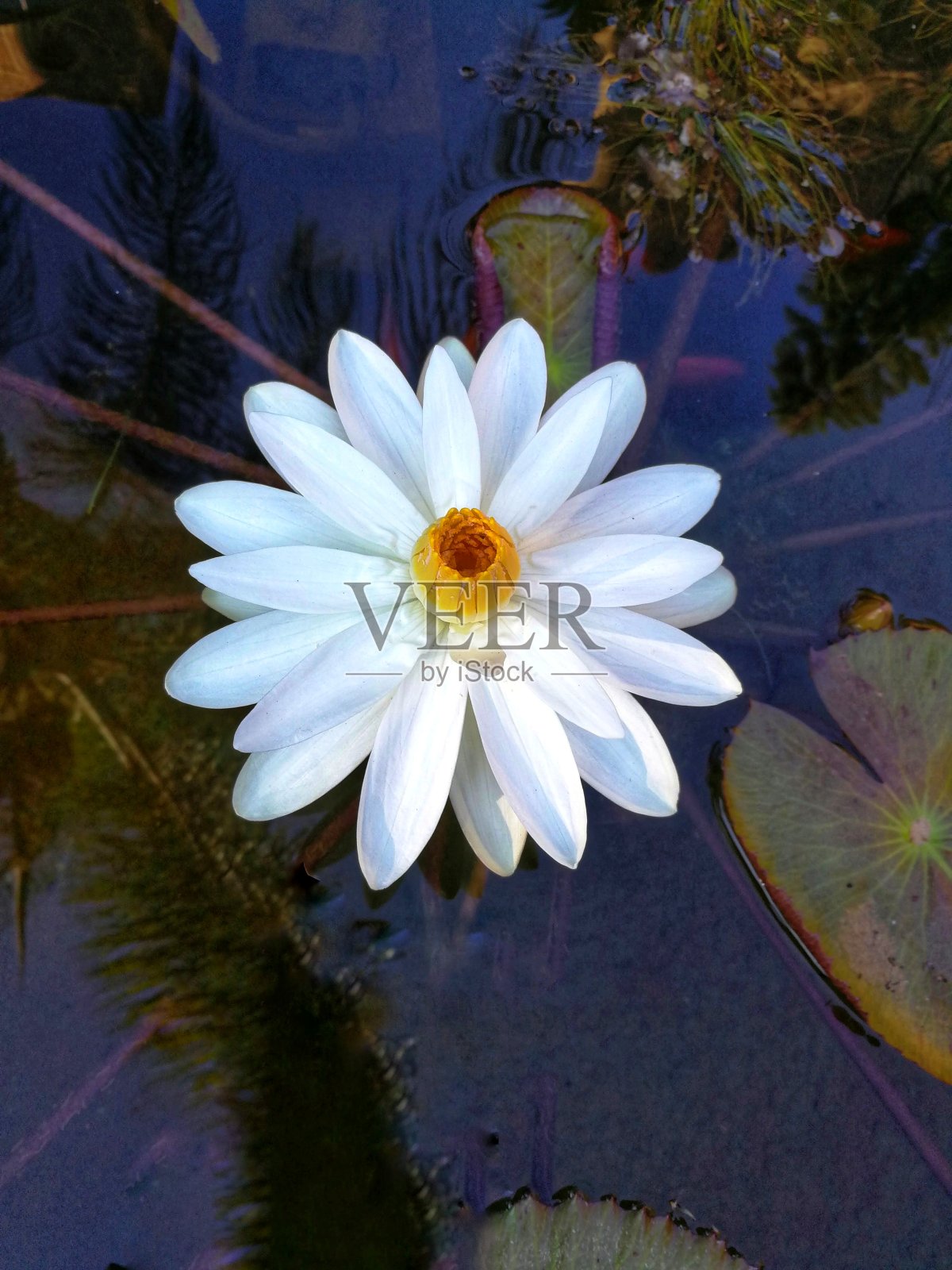 睡莲照片摄影图片