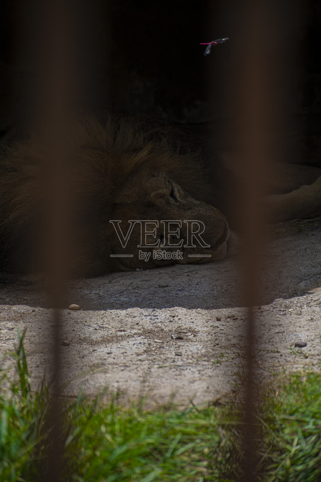 雄狮躺在笼子里照片摄影图片