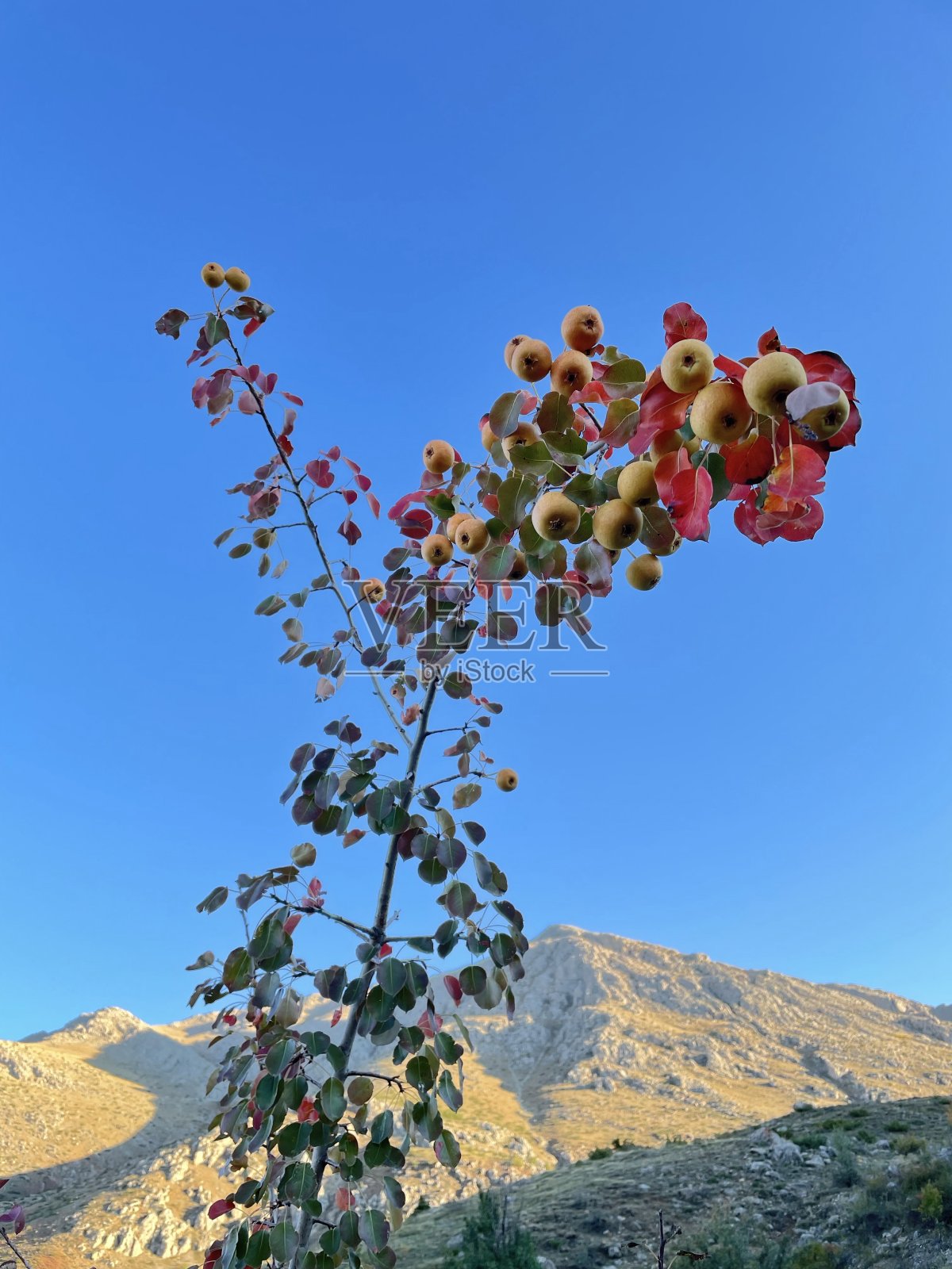 小树上结了水果照片摄影图片