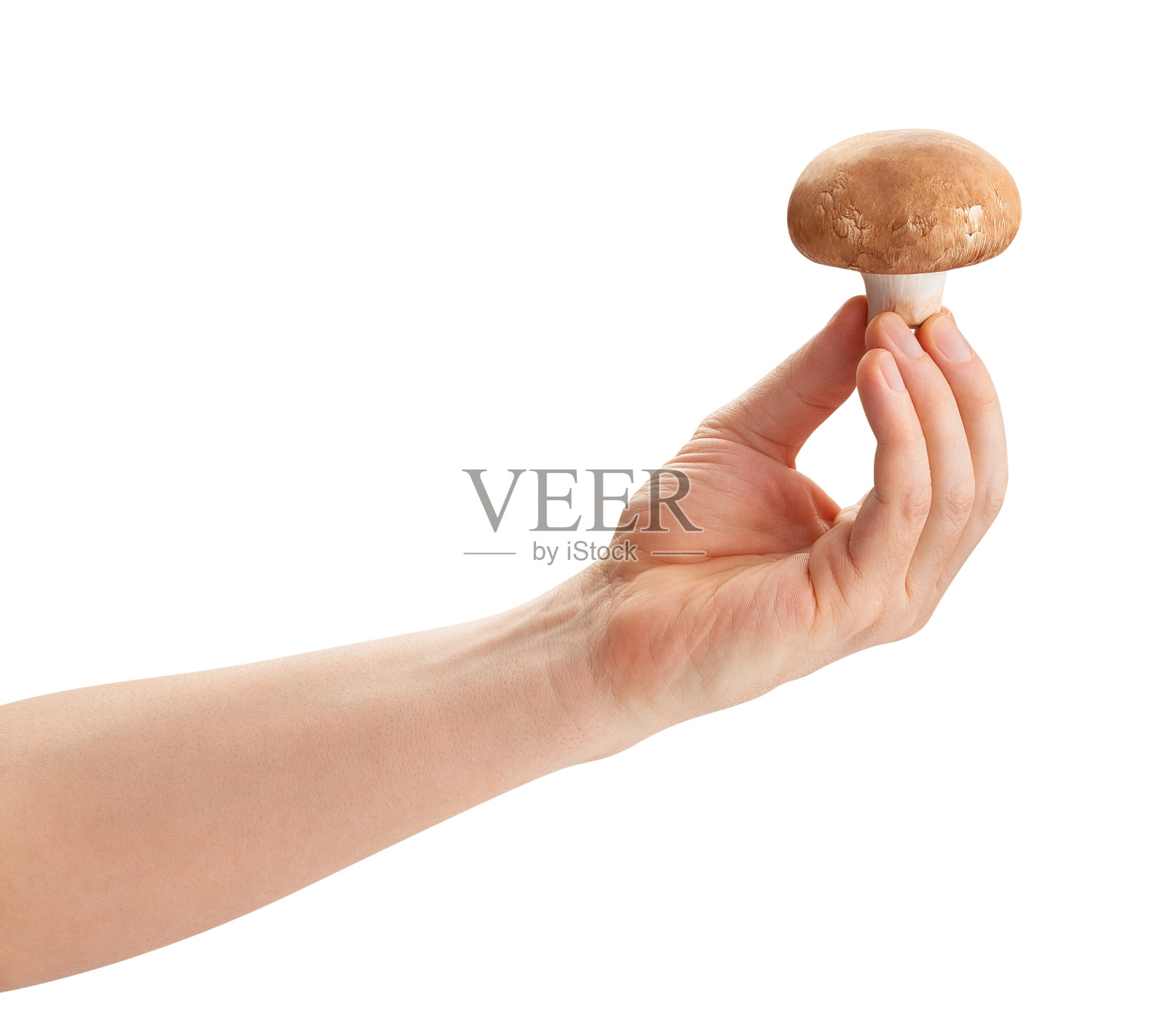 棕色蘑菇照片摄影图片