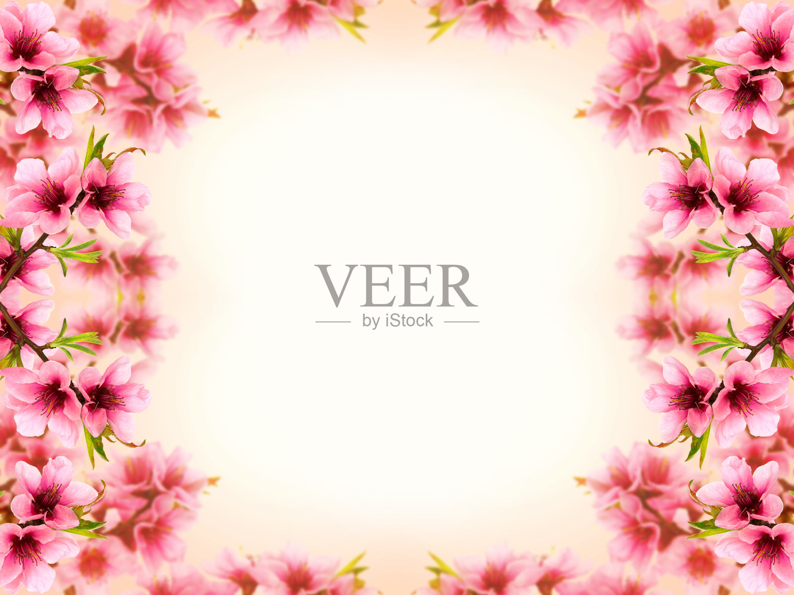 粉红色桃花框架背景照片摄影图片