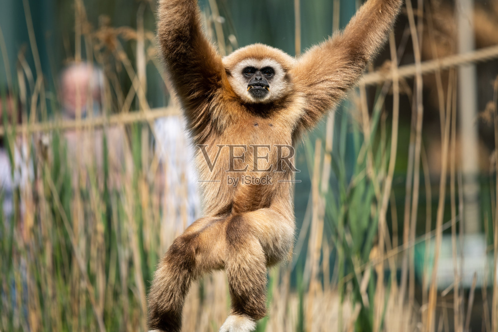 在动物园里爬行的一只长臂猿照片摄影图片