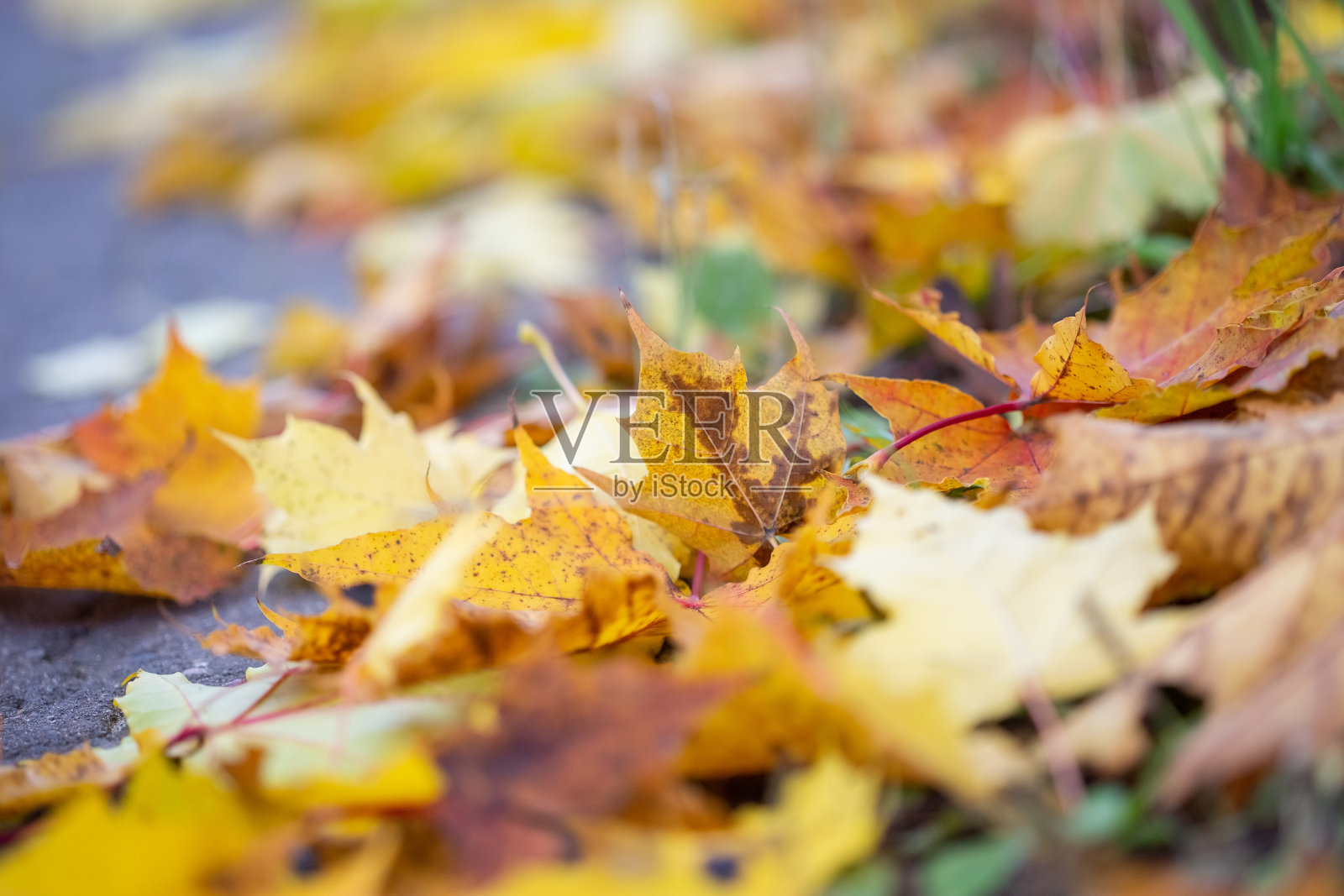 秋天,地上的枫叶黄澄澄的,选择性聚焦照片摄影图片