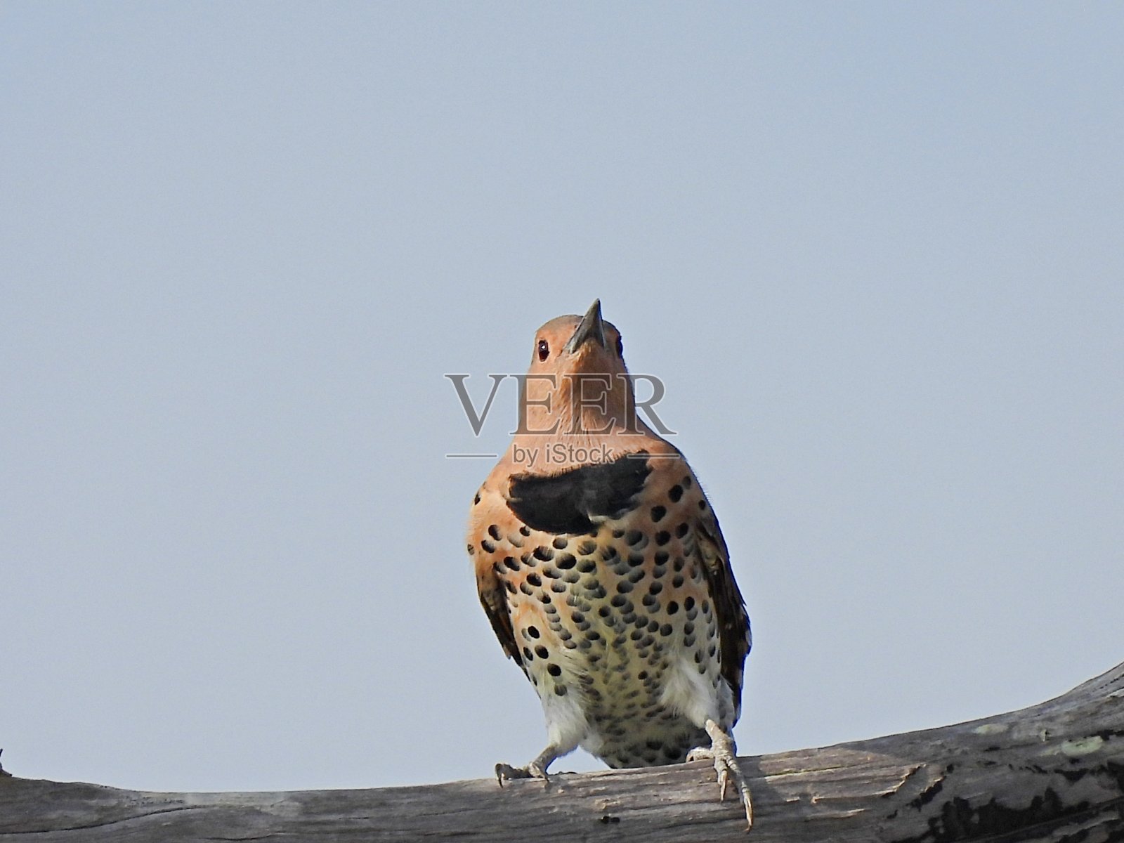 北闪龙(Colaptes auratus)栖息在树桩上照片摄影图片
