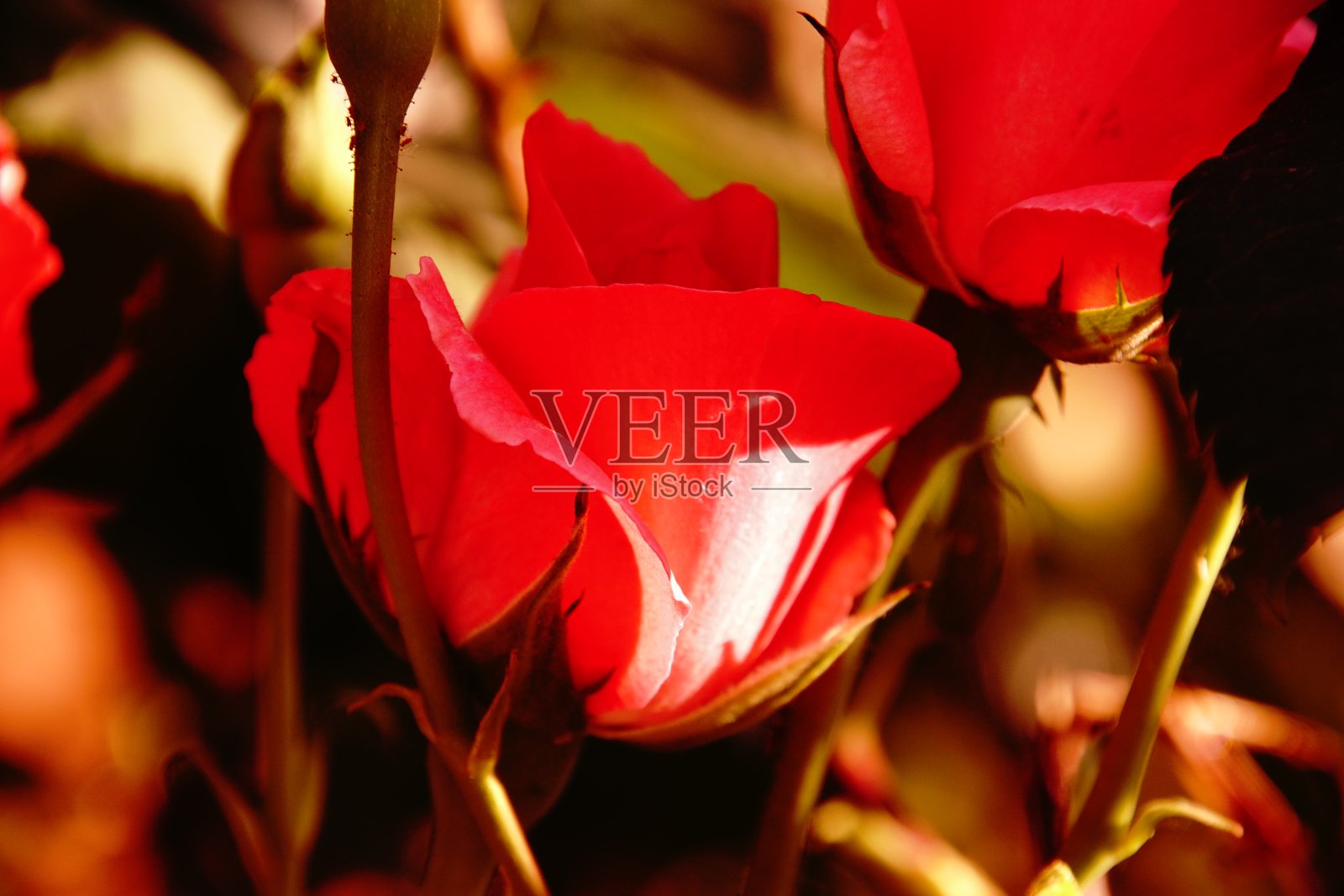 红玫瑰的花蕾照片摄影图片