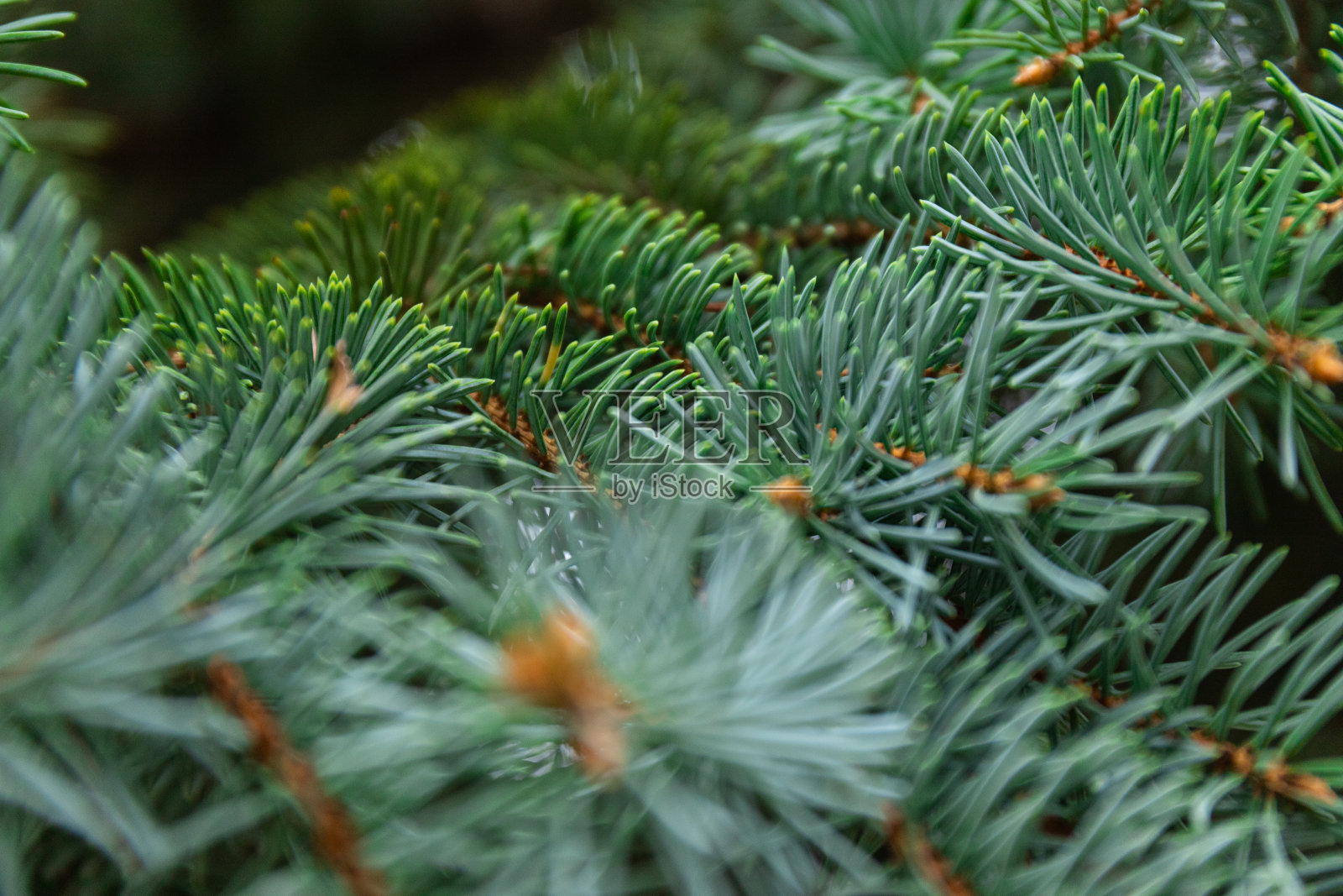 蓬松的冷杉树枝在靠近。圣诞节的概念。空间的文本。照片摄影图片