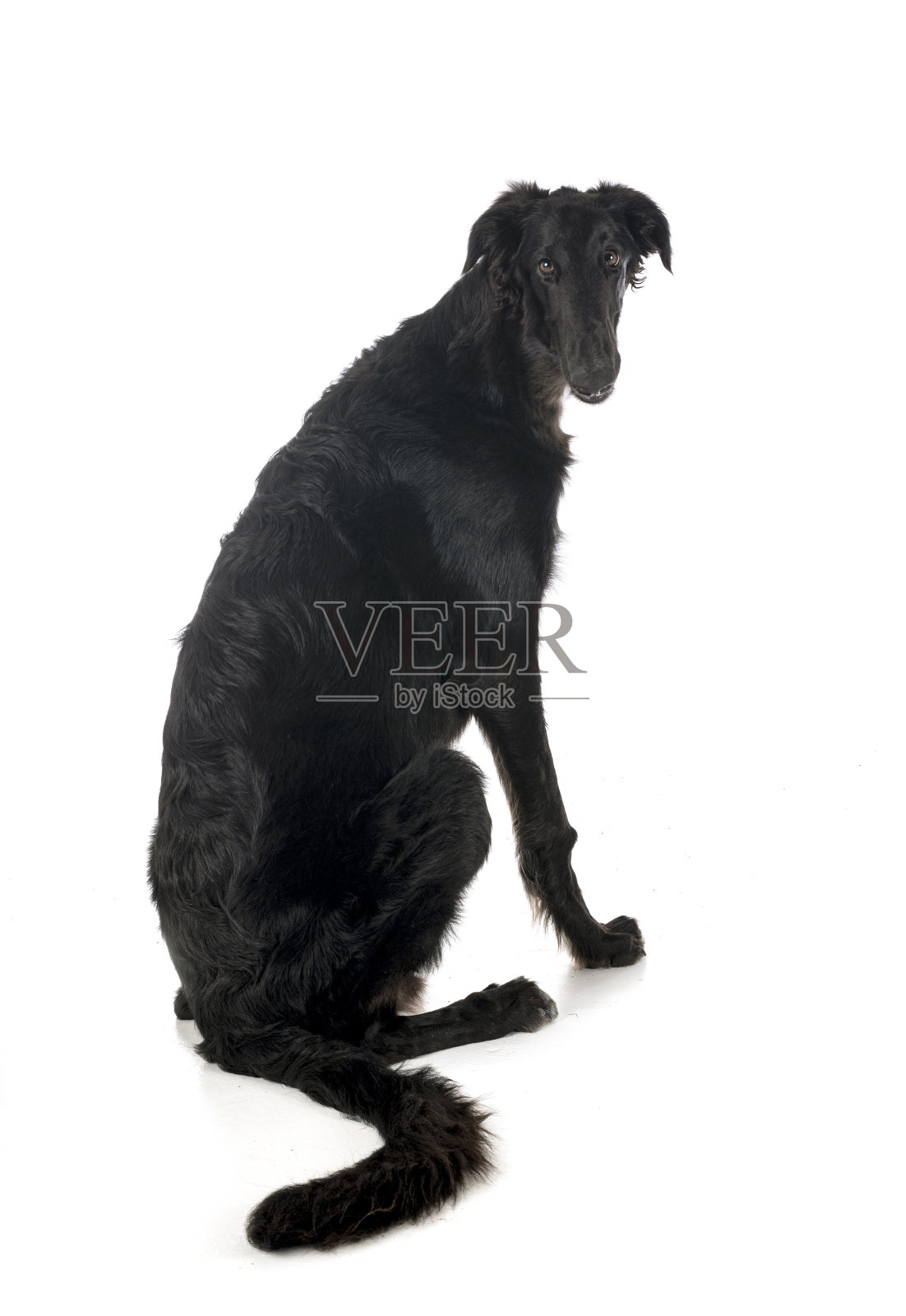 年轻的猎狼照片摄影图片