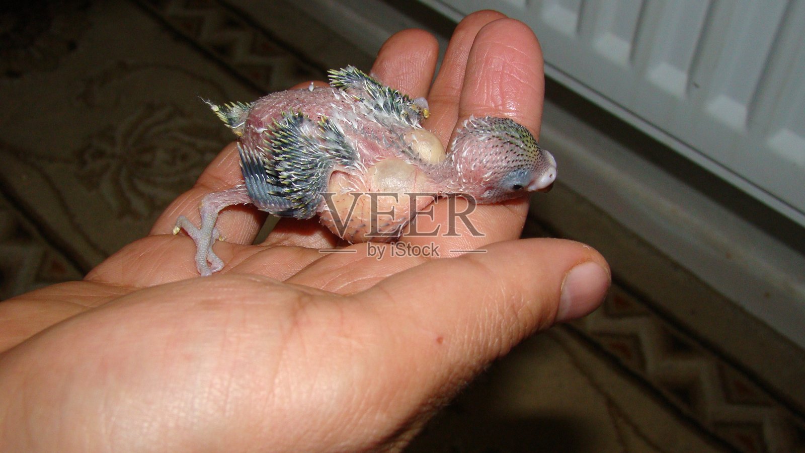 胃部饱满的幼年虎皮鹦鹉,嗉囊。异国情调的兽医治疗鸟类,外科手术。野生动物兽医。澳大利亚鸟类。抱着动物。兽医,动物,幼鸟,喂养婴儿,小鸡照片摄影图片