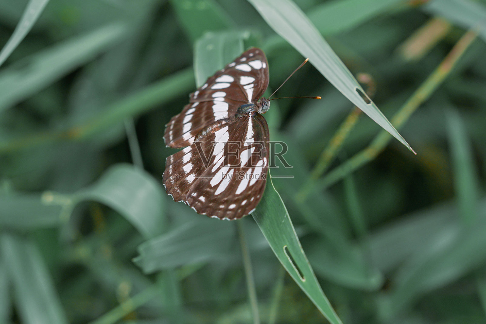 美丽的蝴蝶照片摄影图片