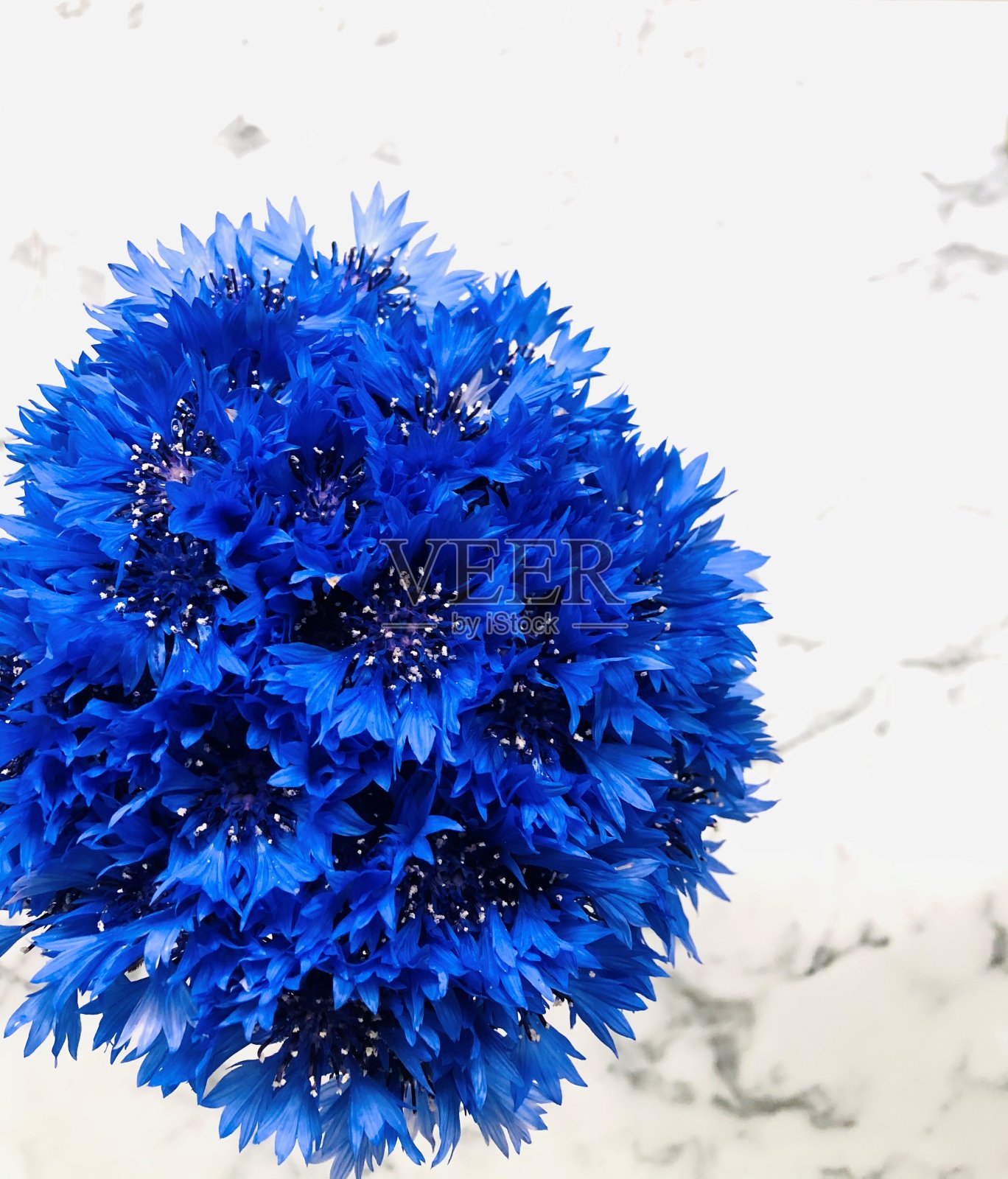 蓝色的花照片摄影图片