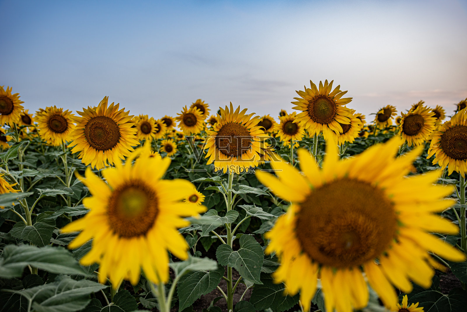 向日葵田照片摄影图片