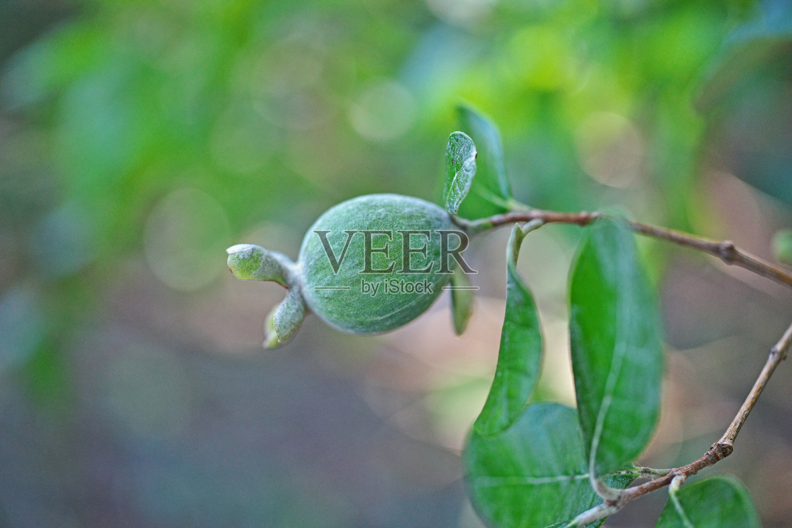 费约果照片摄影图片
