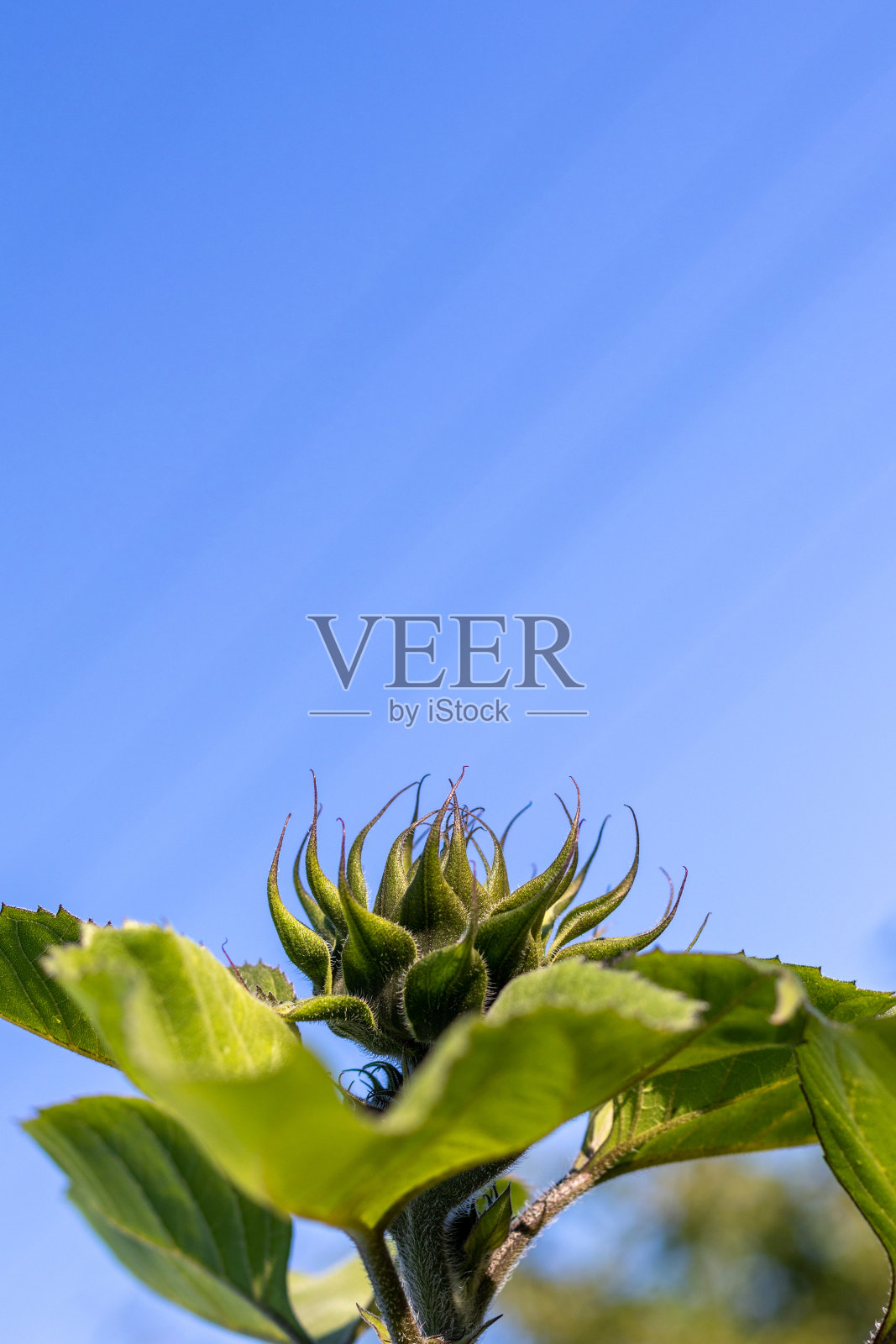 新鲜的向日葵芽。照片摄影图片