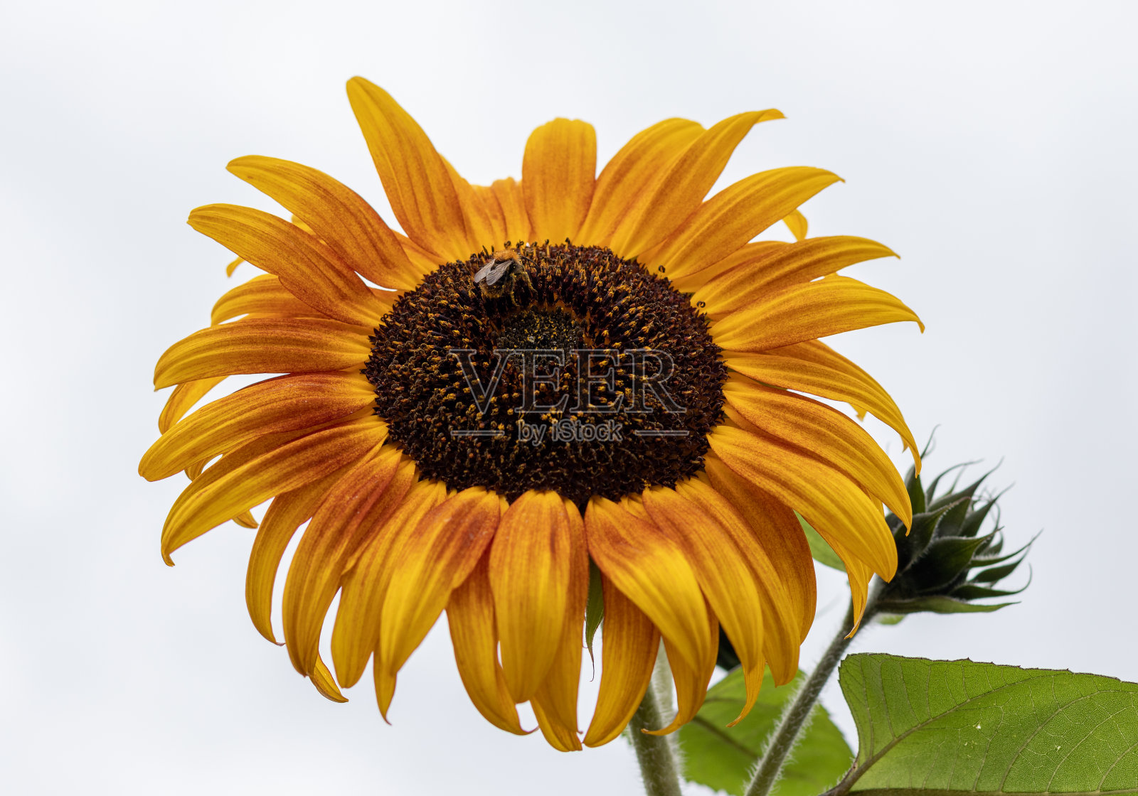 黄橙色的向日葵。照片摄影图片