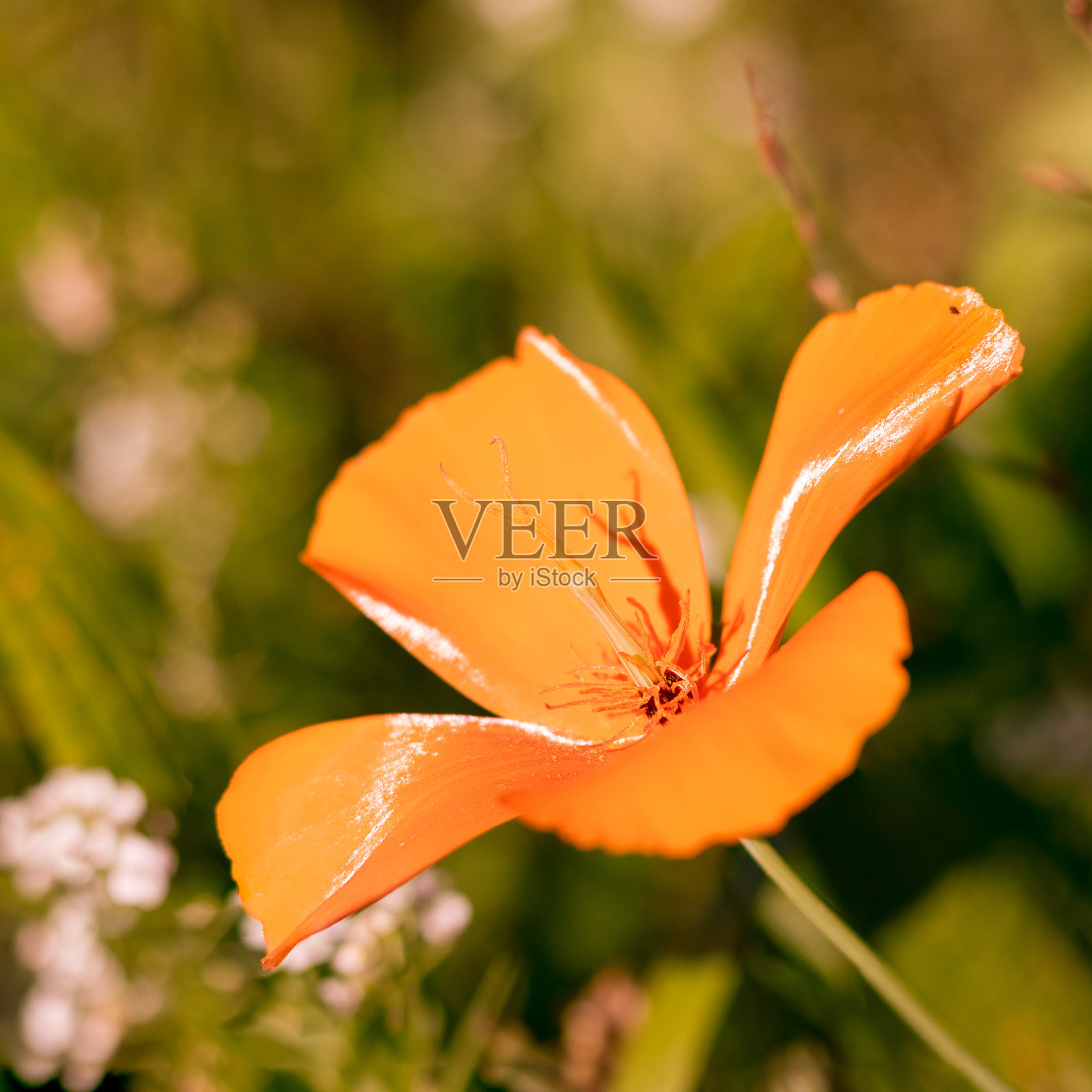 在阳光明媚的草地上,有一朵橙色的花。照片摄影图片