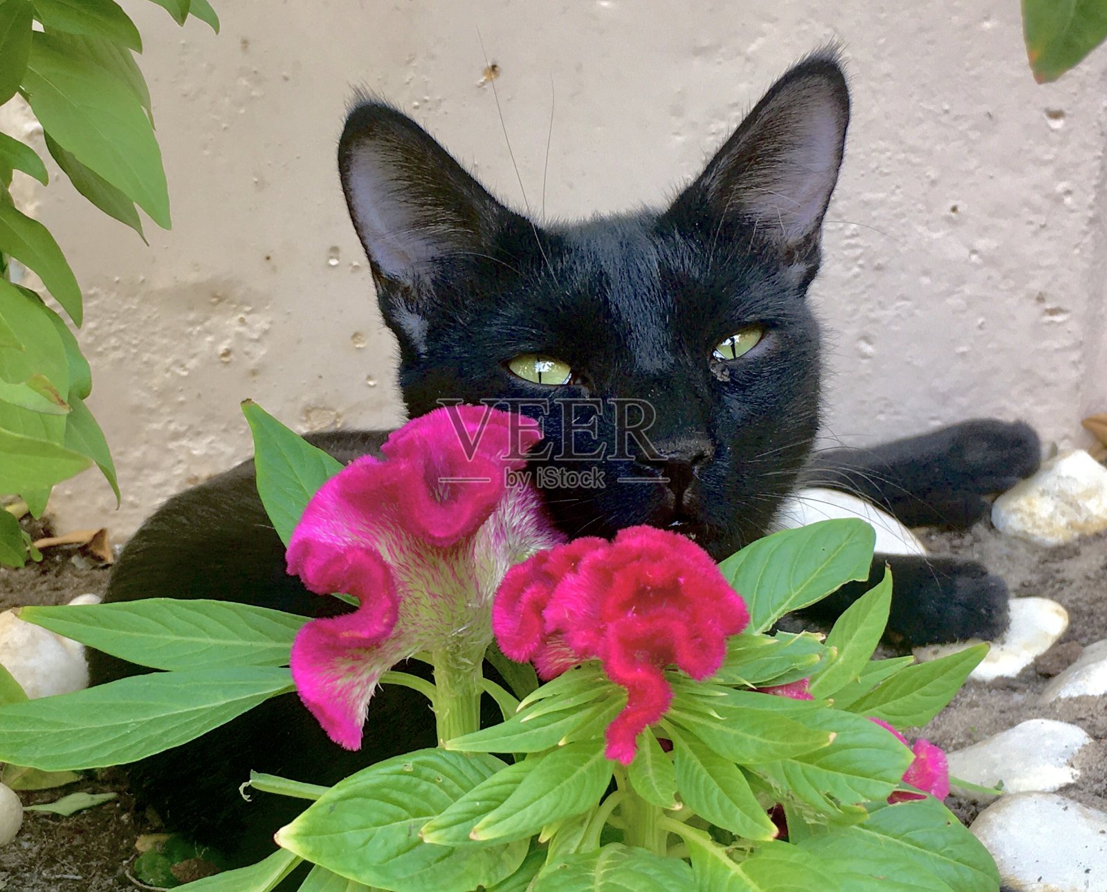 黑色的猫照片摄影图片