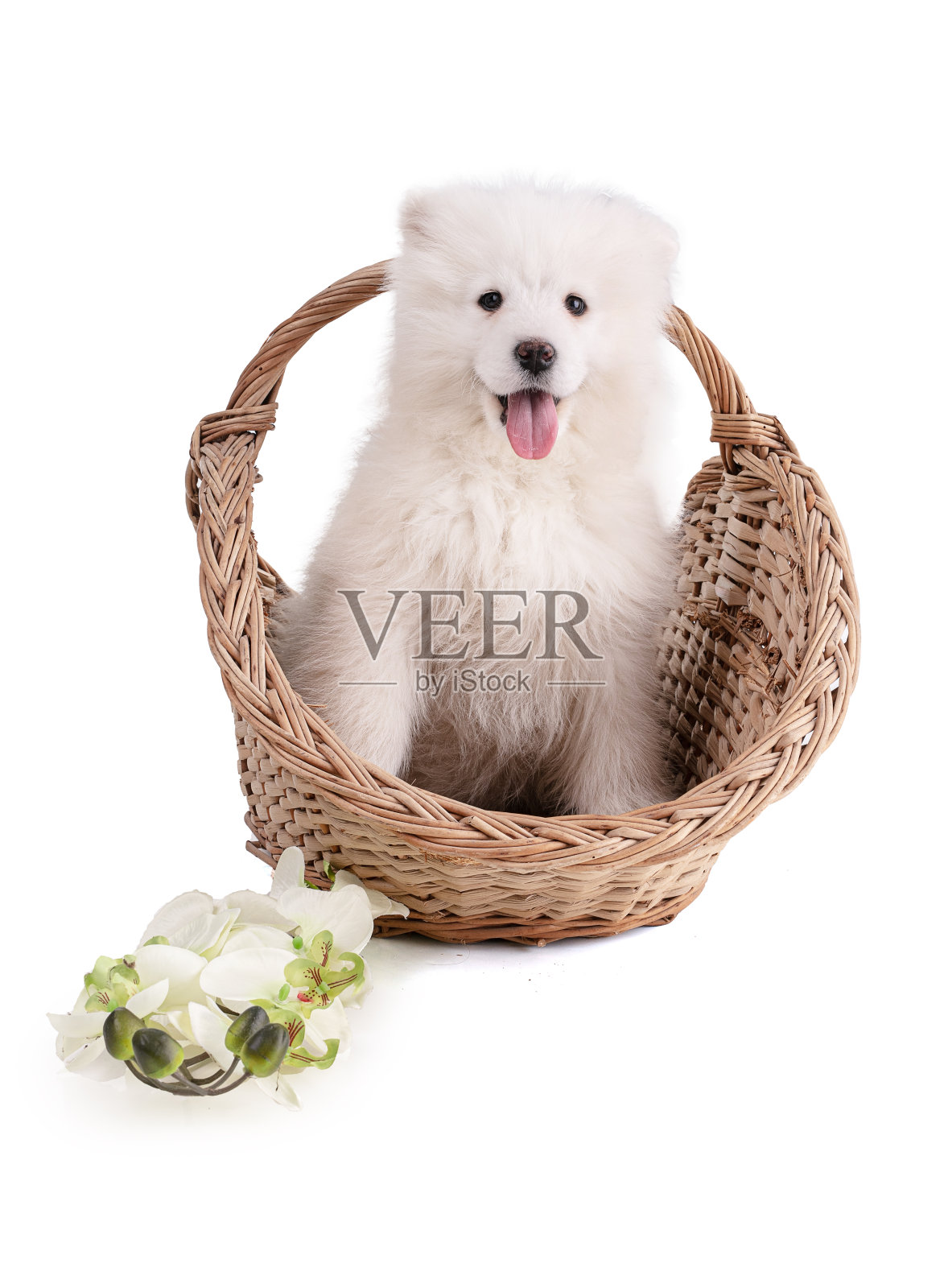 篮子里的小狗照片摄影图片