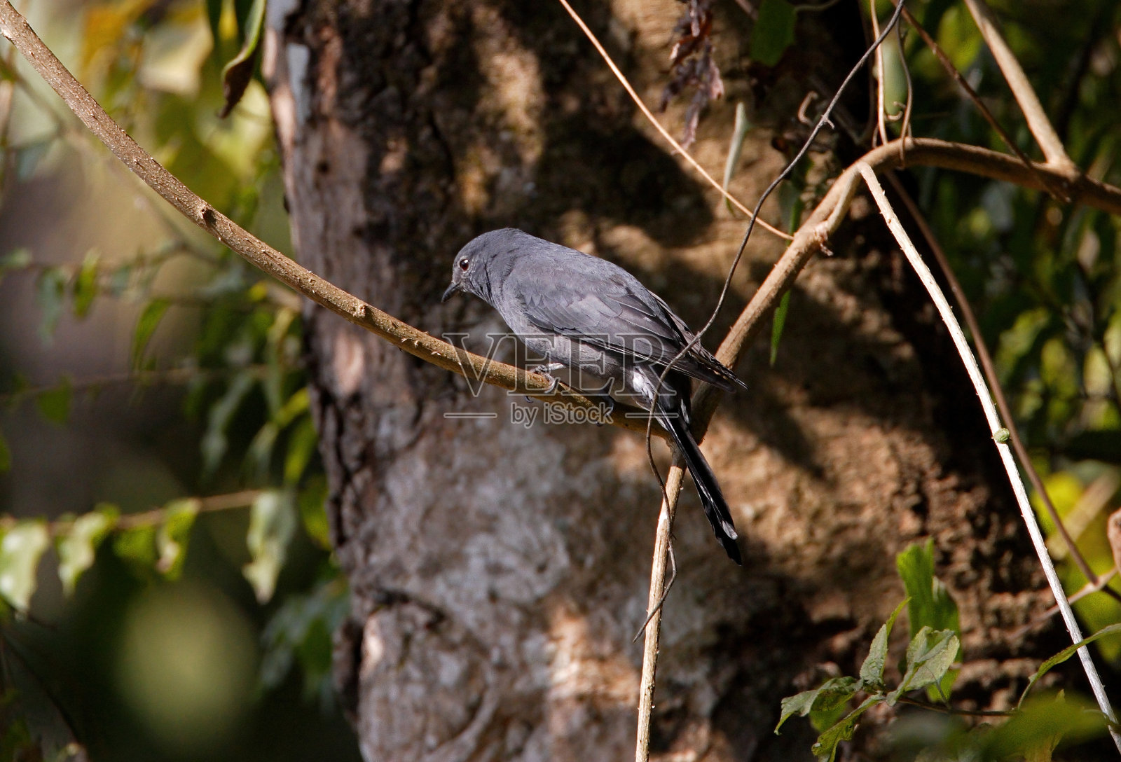 鸟栖息在树上的特写镜头照片摄影图片