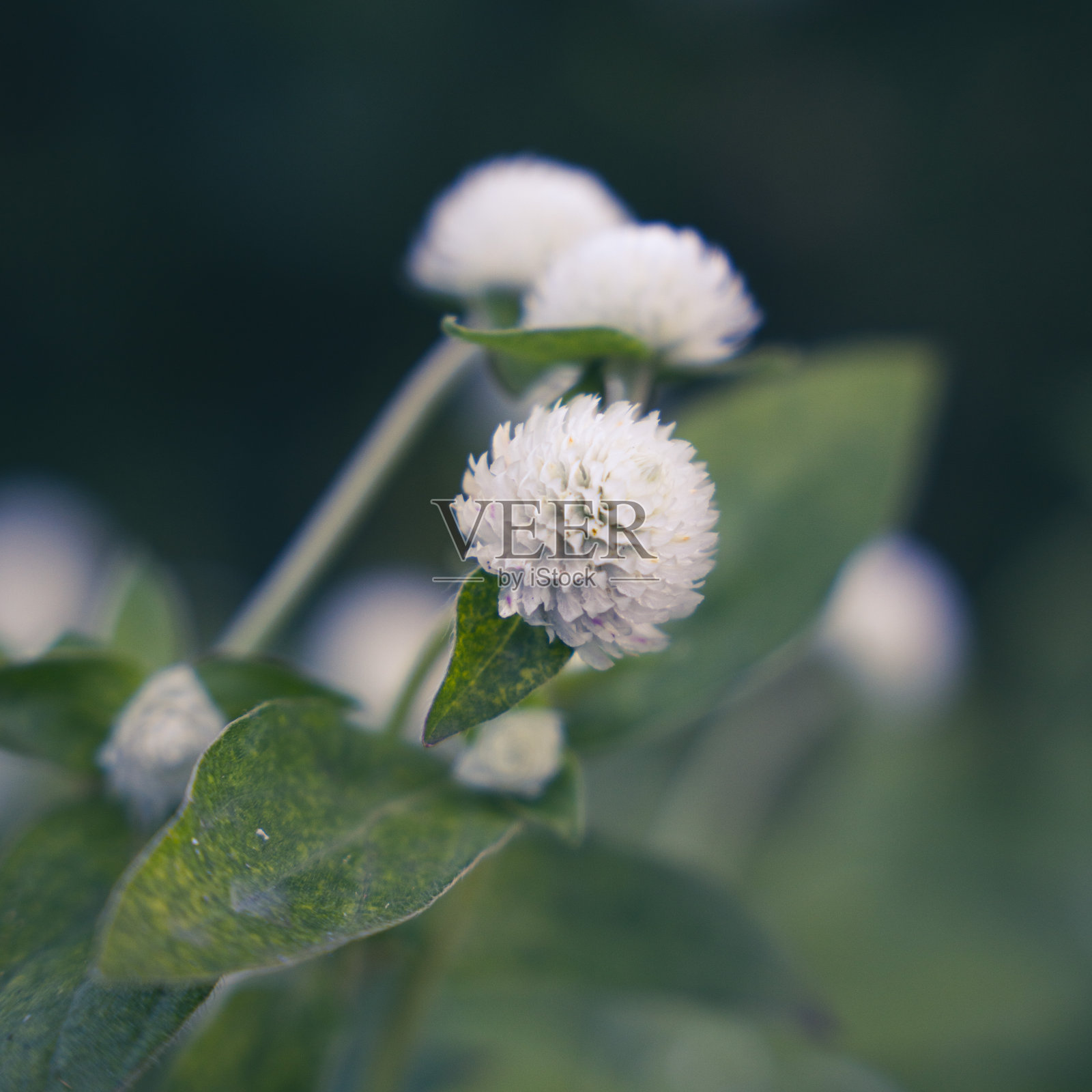 花4.2照片摄影图片