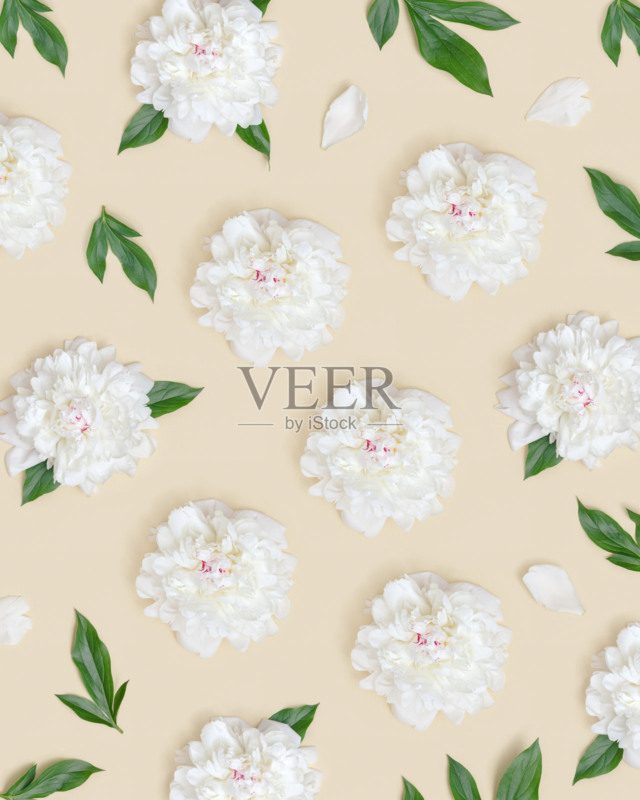 白色花瓣的新鲜牡丹布局。69、俯视图百花盛开,夏日观花期。照片摄影图片