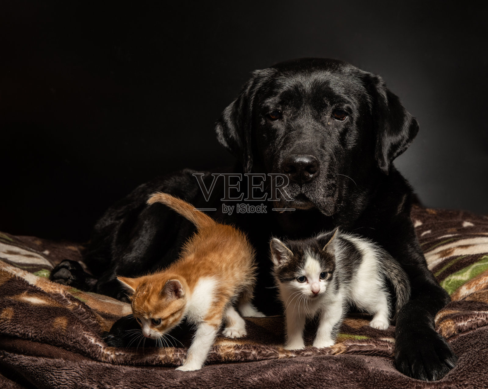 小猫和大狗的友谊照片摄影图片