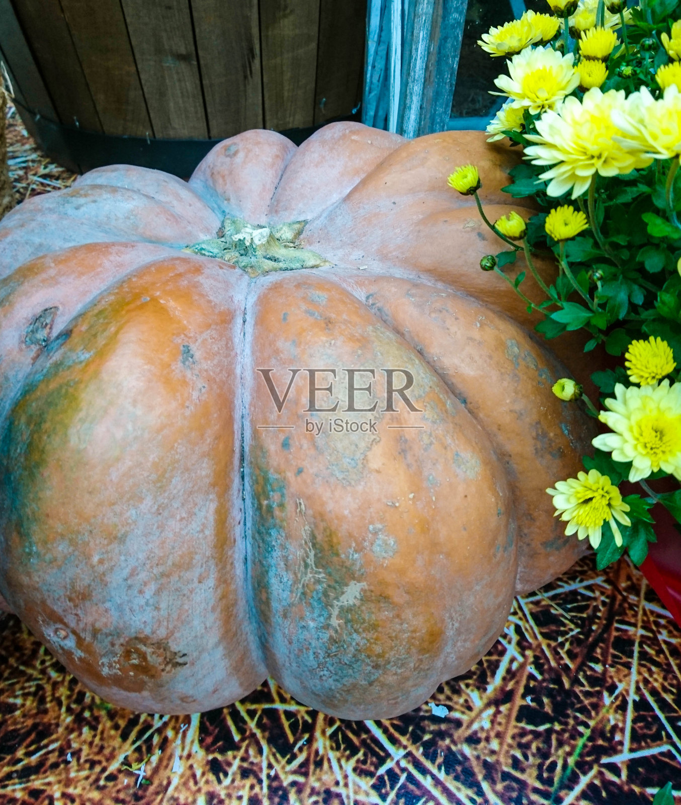 黄橙色的南瓜在家里的干草堆,稻草,架子上庆祝万圣节。在阳光明媚的秋天,用传家宝装饰。照片摄影图片