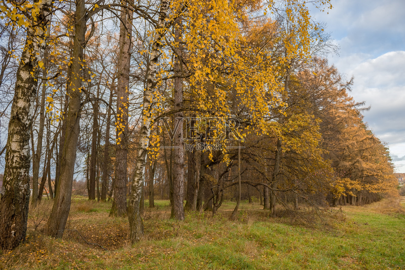 秋天树叶变黄的桦树照片摄影图片