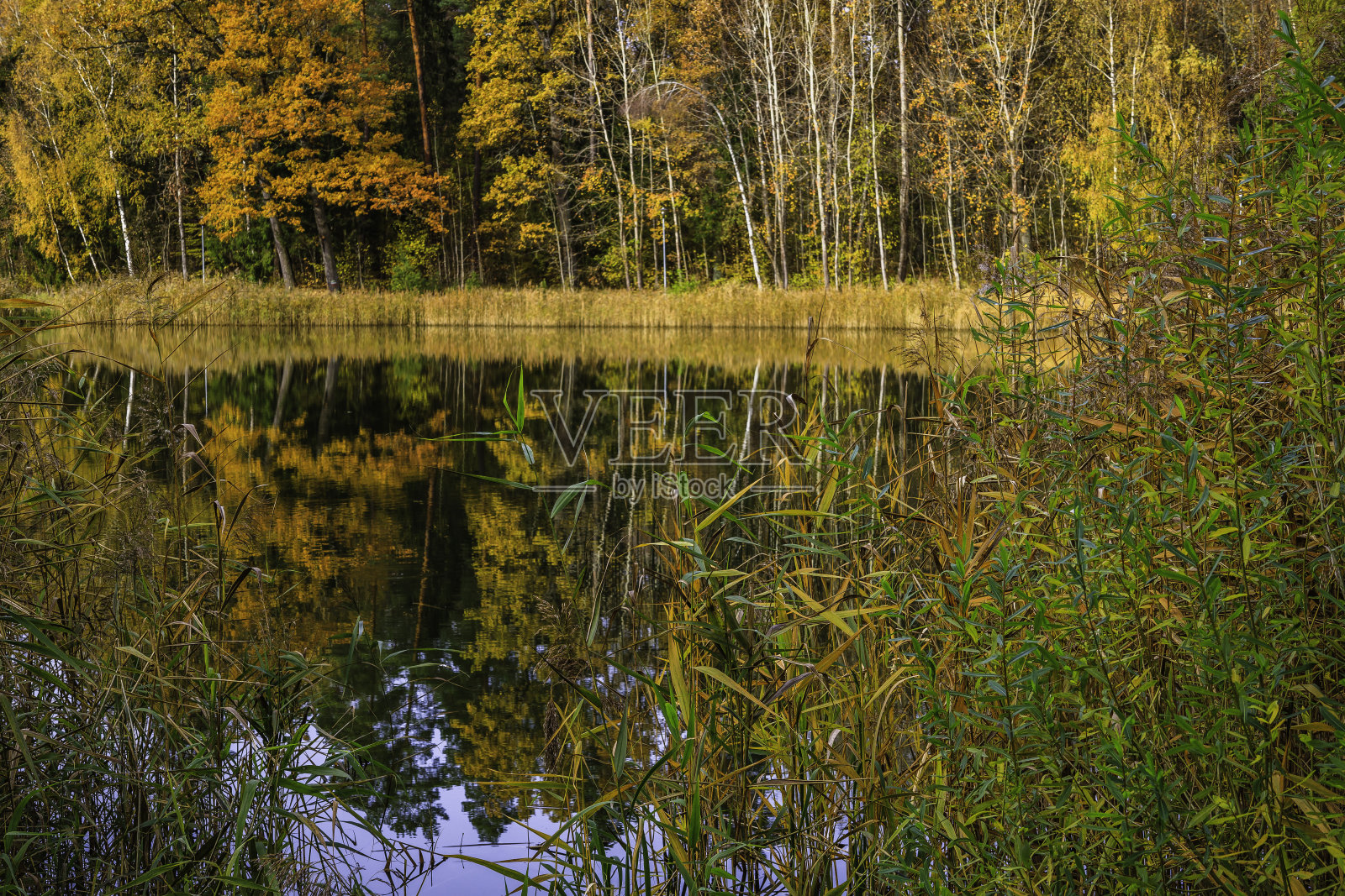 城市公园附近的秋景池塘照片摄影图片