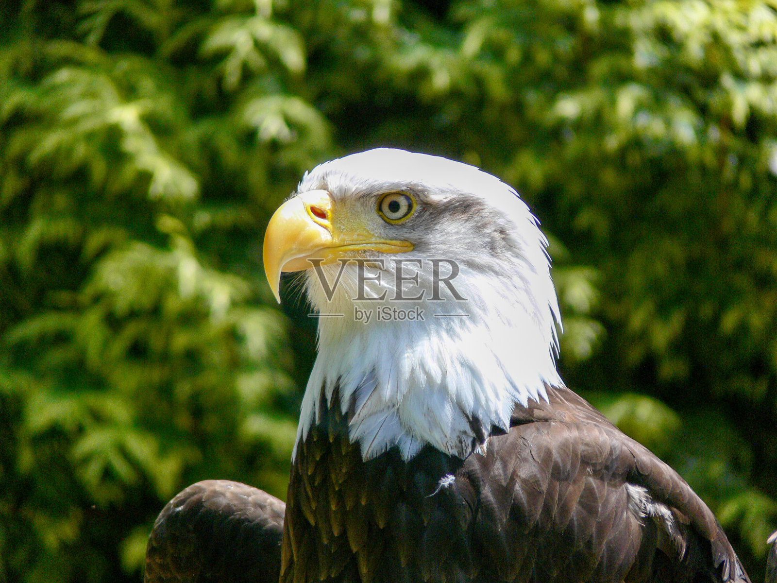 美国秃鹰照片摄影图片