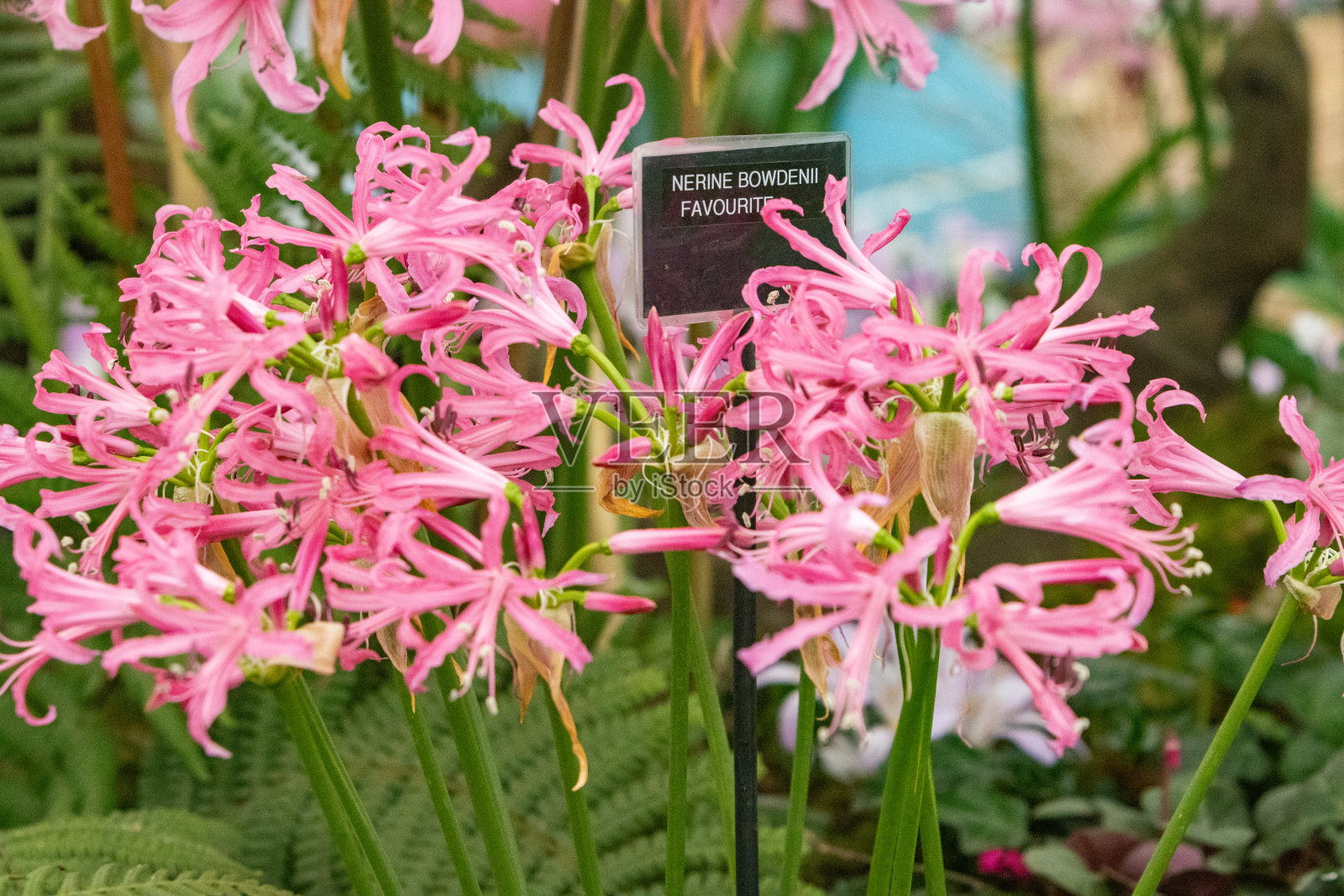 Nerine Bowdenii是英国伦敦的“宠儿”照片摄影图片