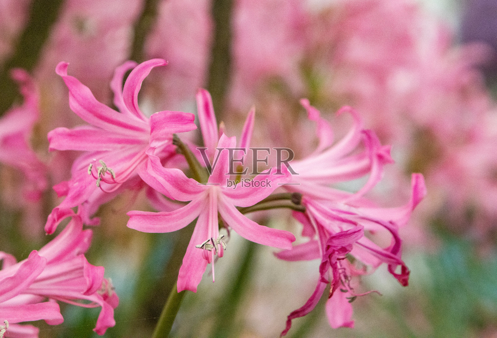 Nerine Bowdenii是英国伦敦的“宠儿”照片摄影图片