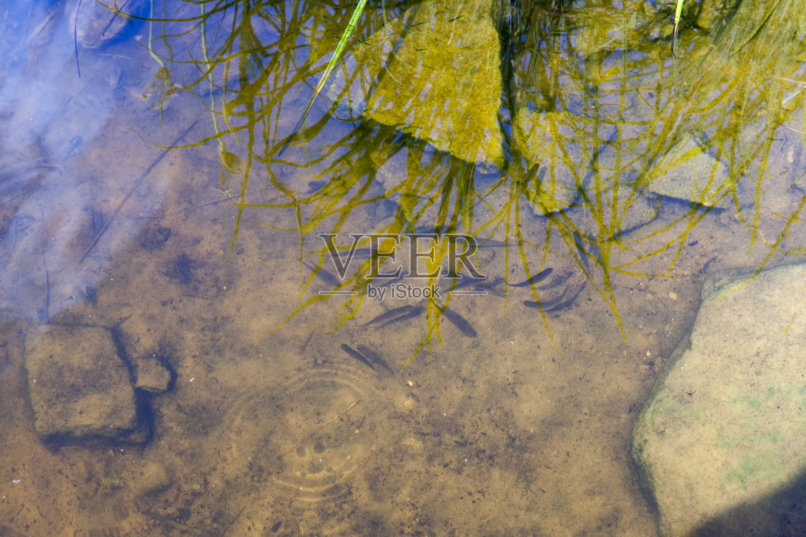 小鱼在湖里浑浊的水里游泳照片摄影图片