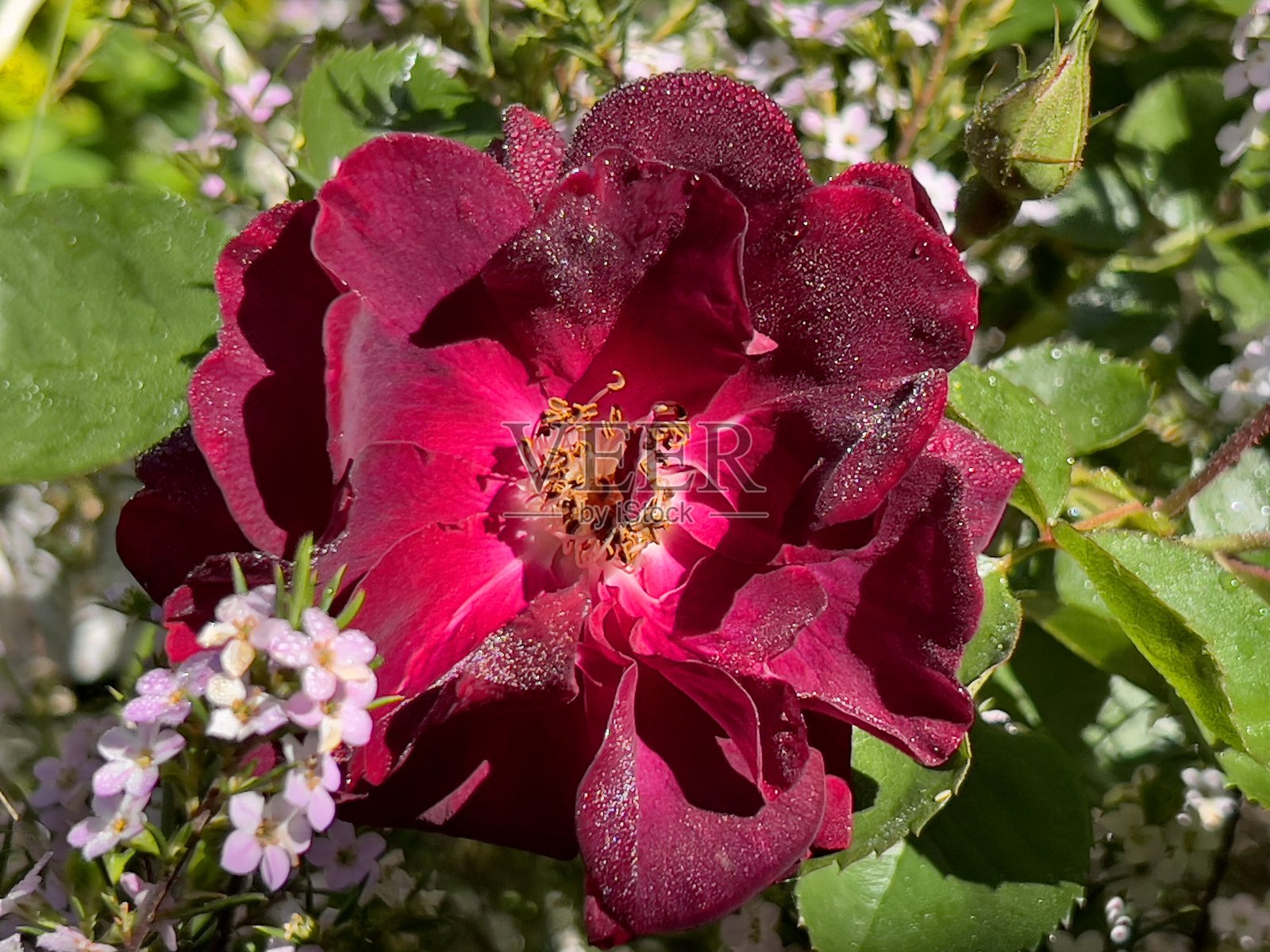 红玫瑰照片摄影图片