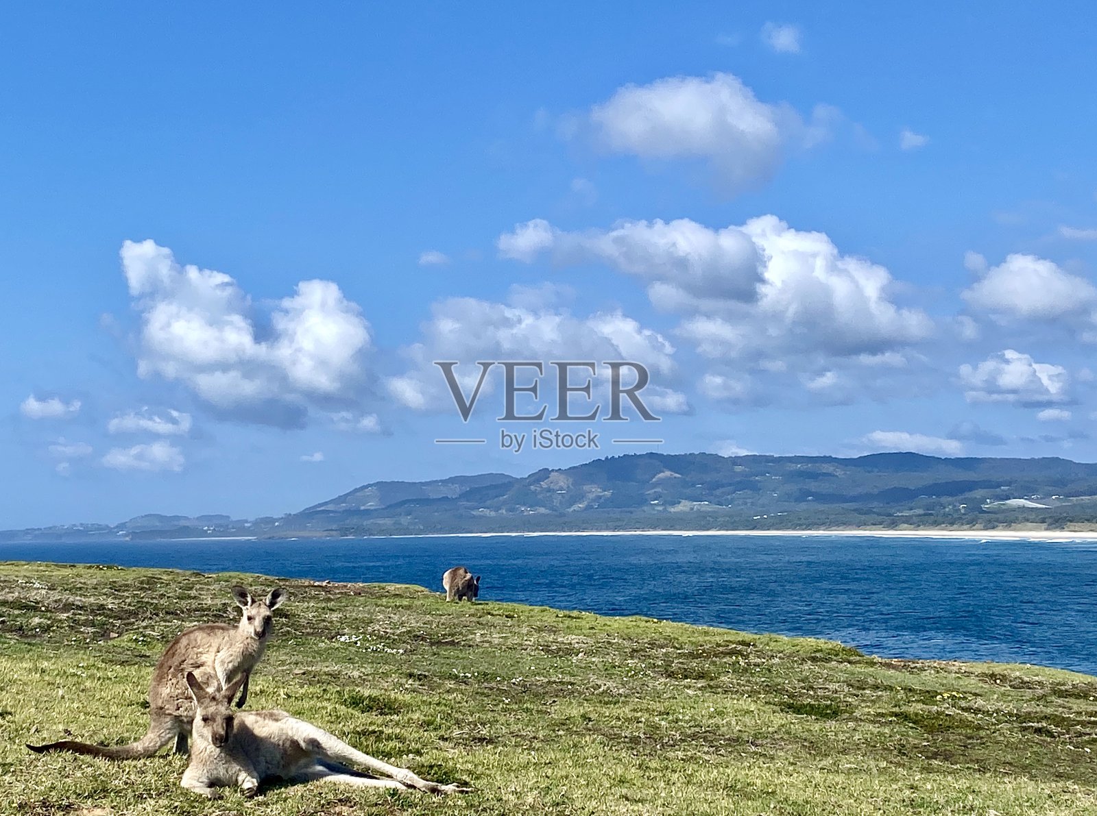 海岬上的野生袋鼠照片摄影图片