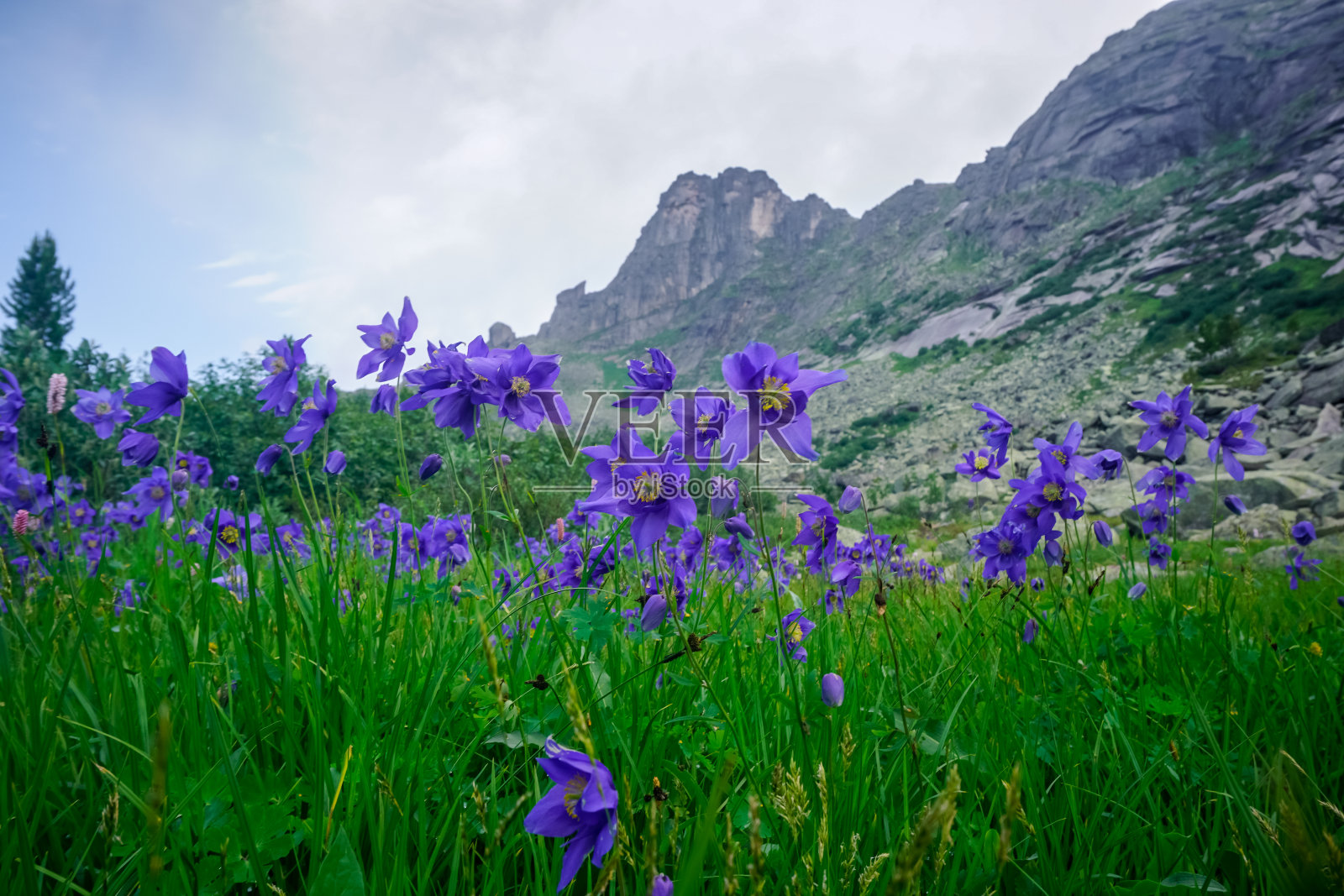 额尔基自然公园草地上的蓝山花照片摄影图片