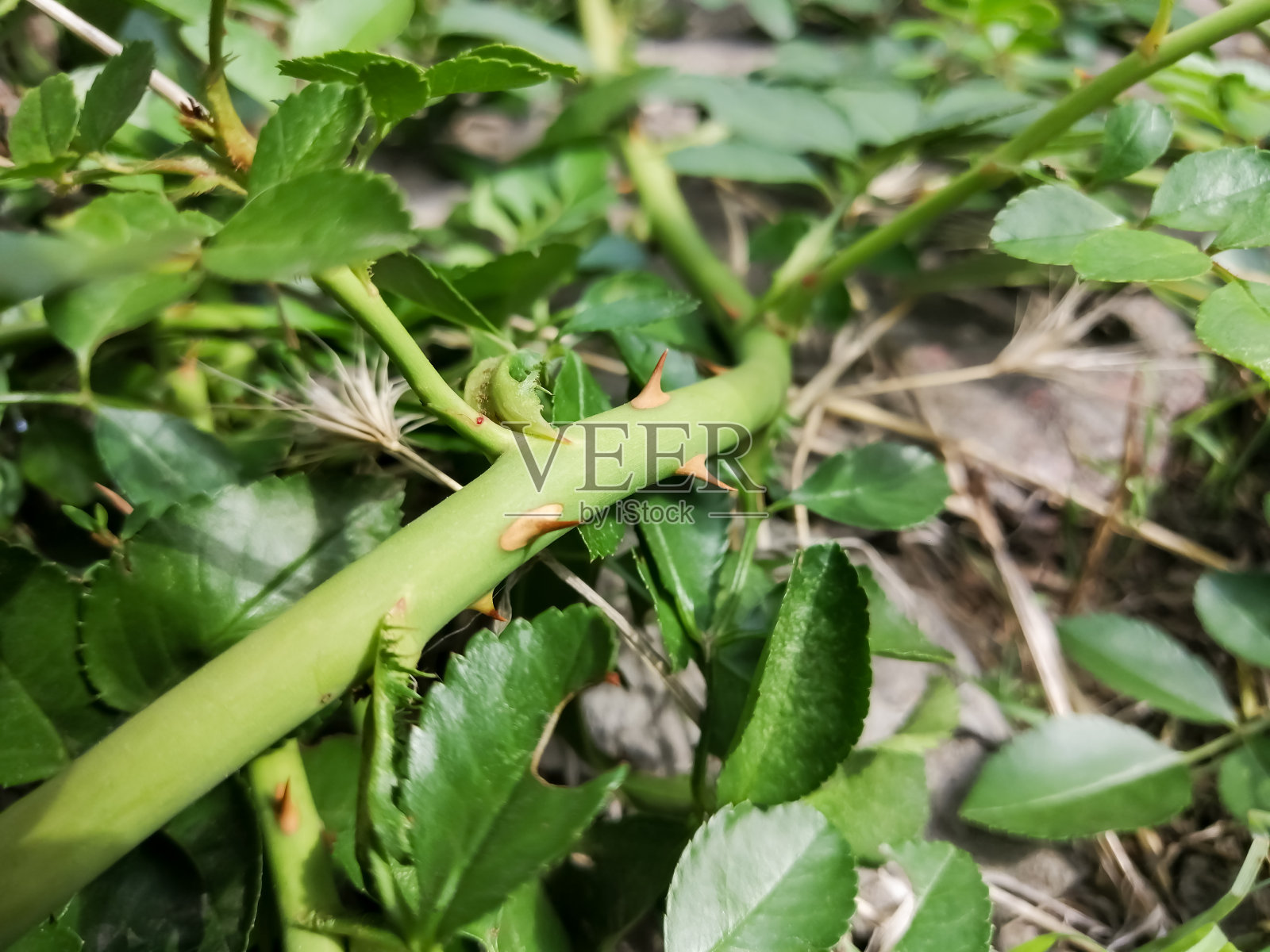 在一朵蜿蜒的玫瑰的茎上,叶子间有尖尖的刺照片摄影图片