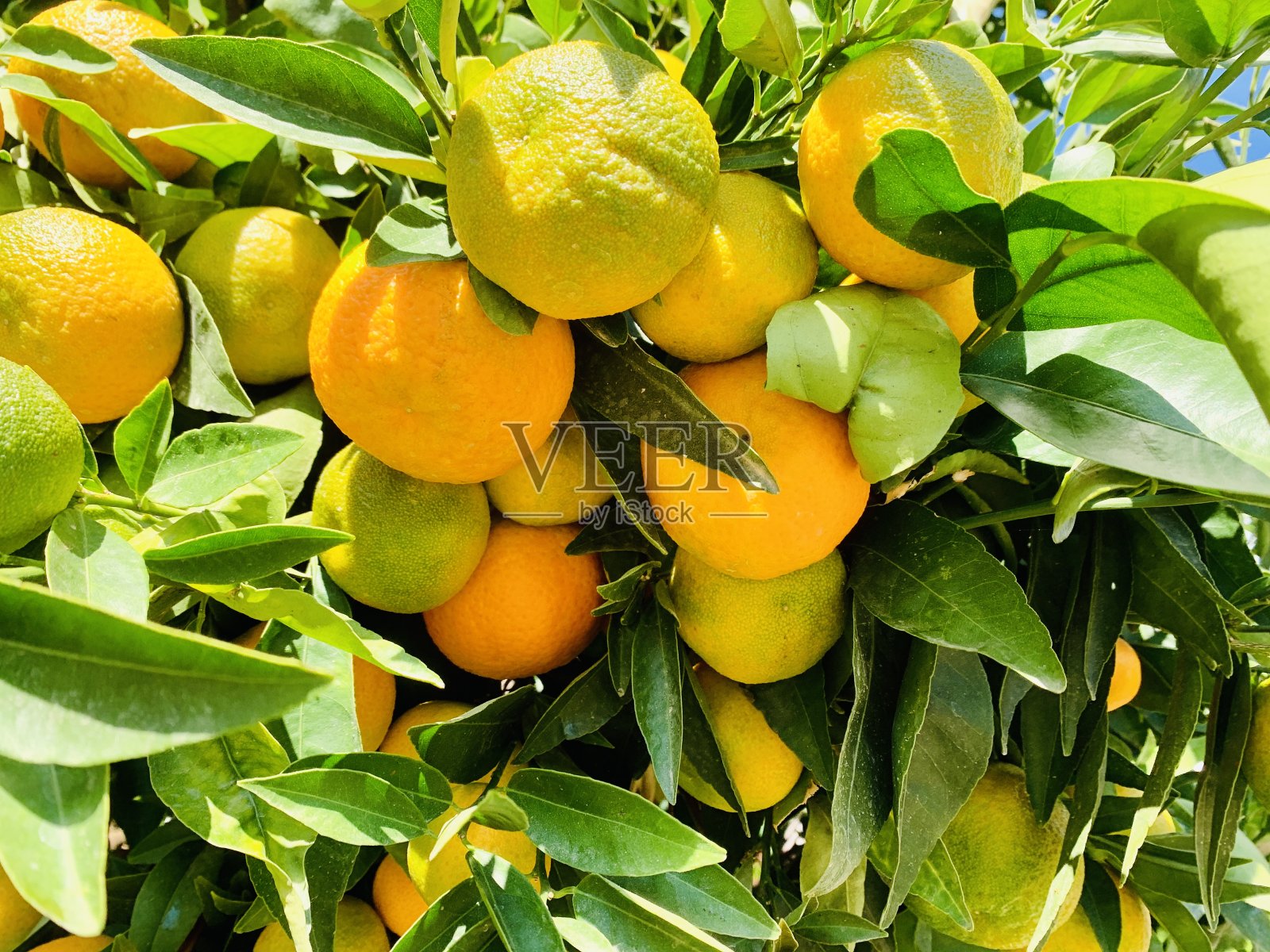 橙树绿,果实橙照片摄影图片