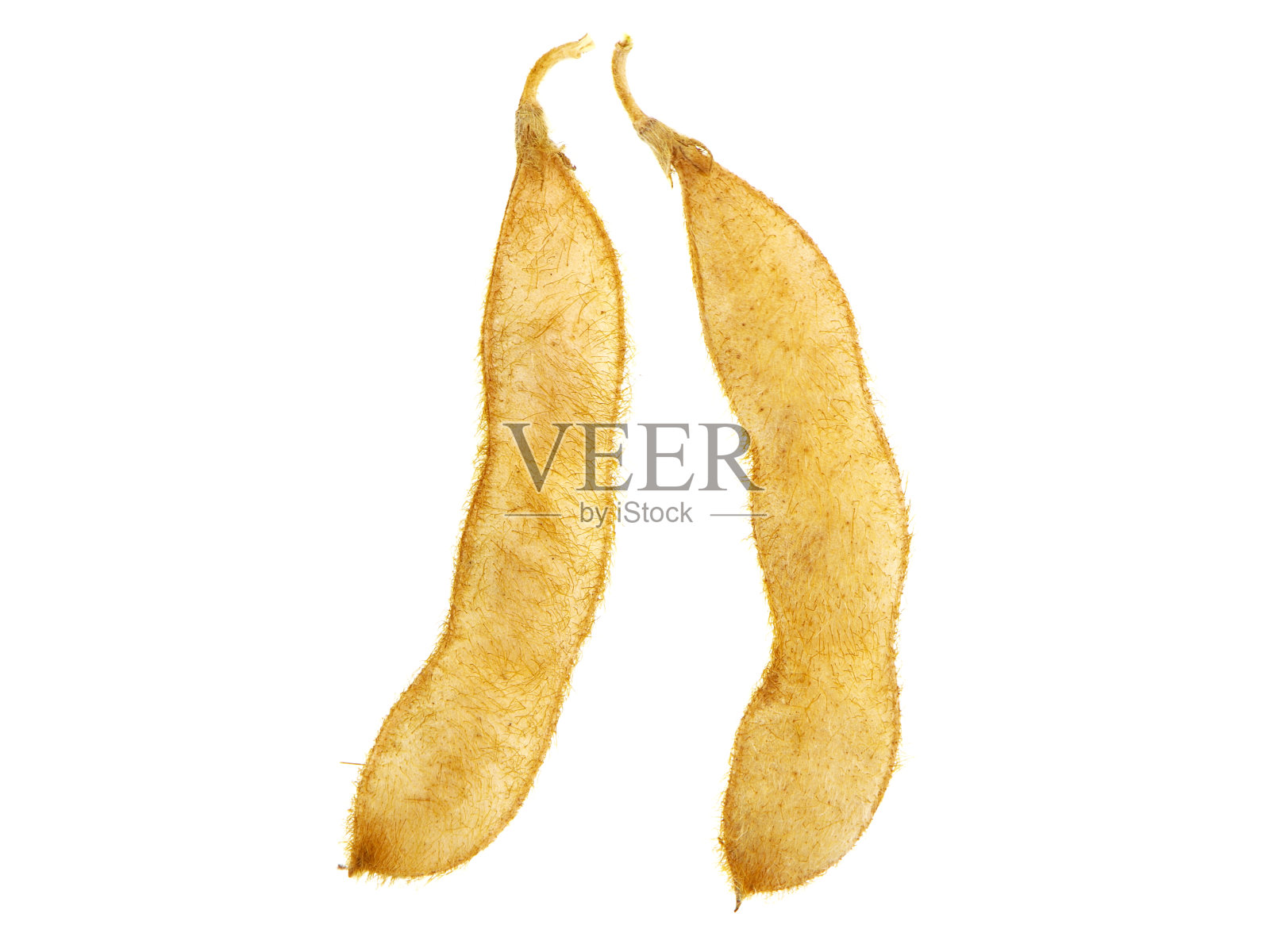 大豆荚果分离在白色,甘氨酸max照片摄影图片