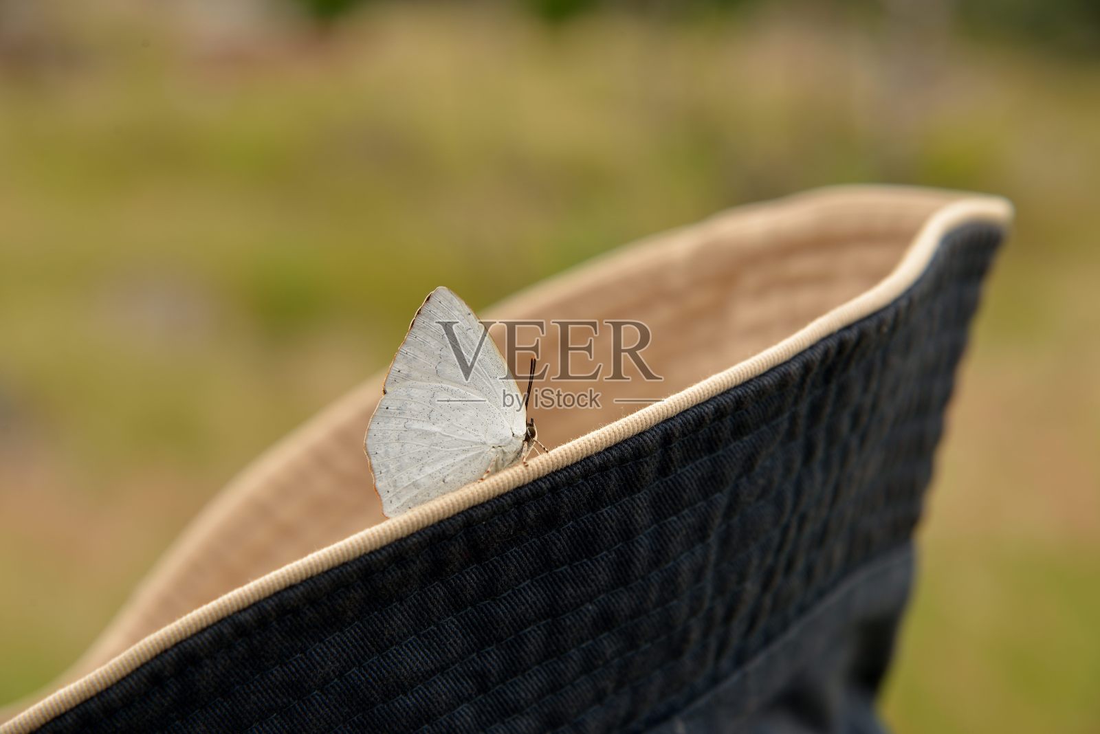 台湾蝴蝶(Wileman,1909)照片摄影图片