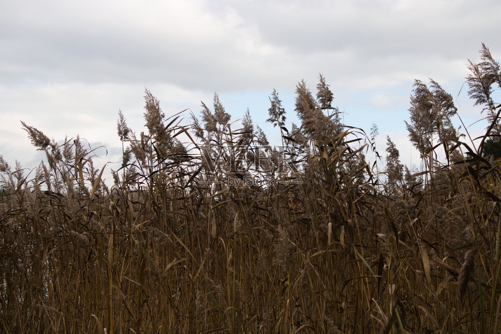芦苇与多云的天空照片摄影图片