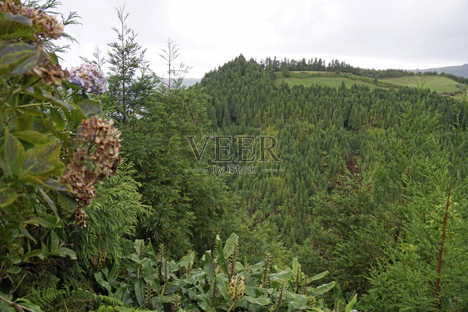 亚速尔群岛的大自然照片摄影图片