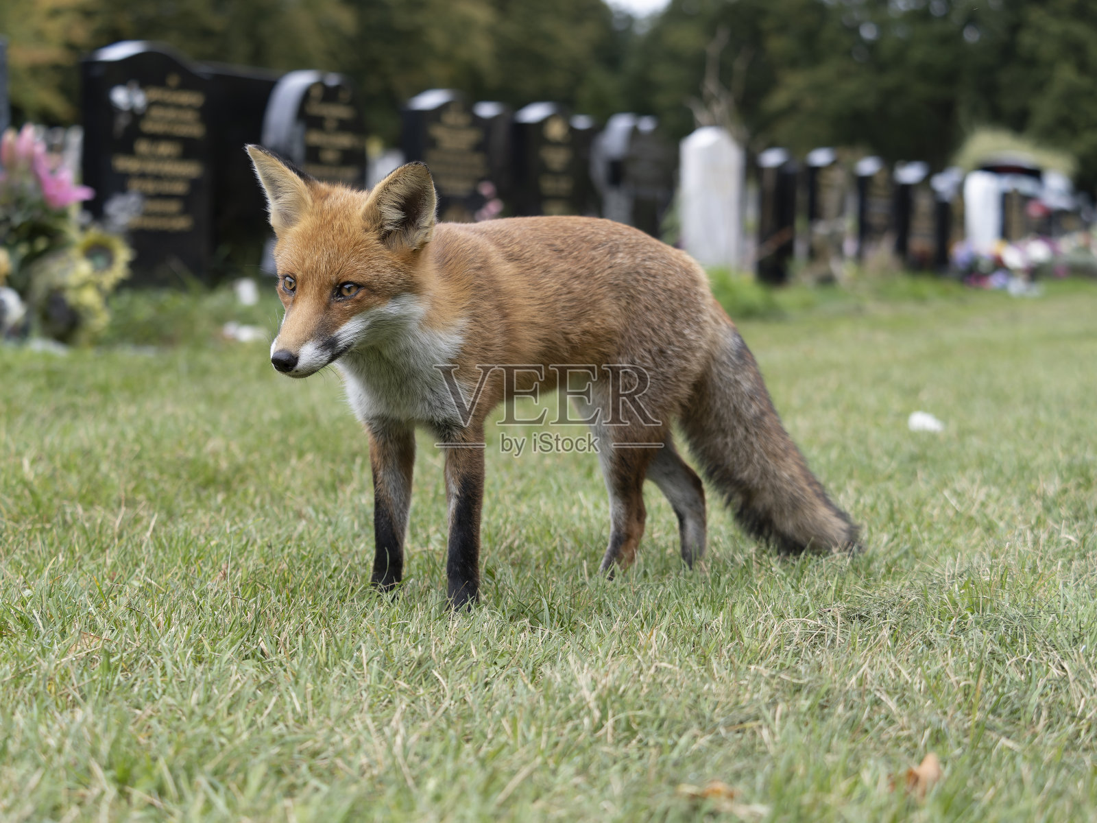 红狐狸,Vulpes Vulpes照片摄影图片