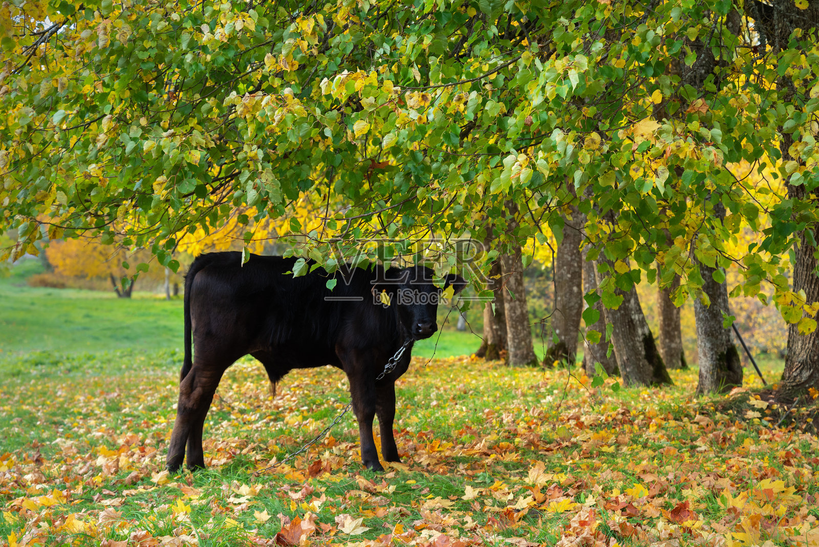 黑牛犊在草地上吃草。照片摄影图片