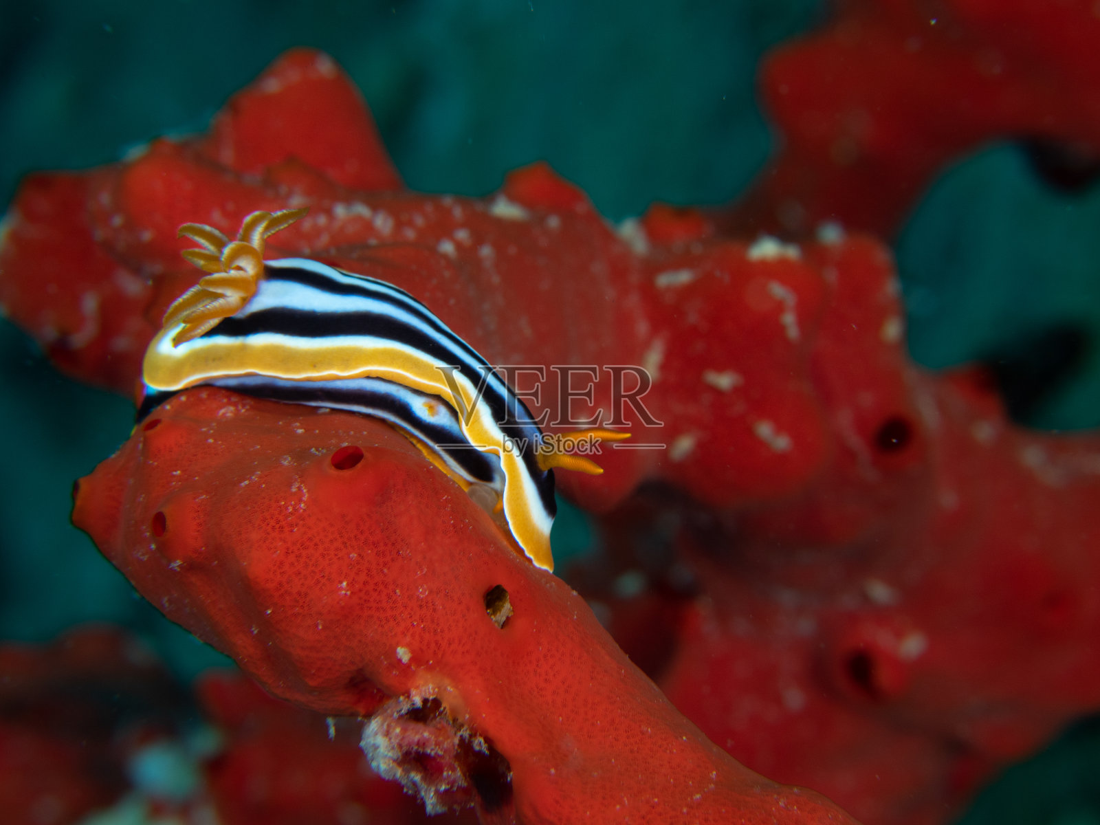 海蛞蝓微距摄影,位于红色海绵上照片摄影图片