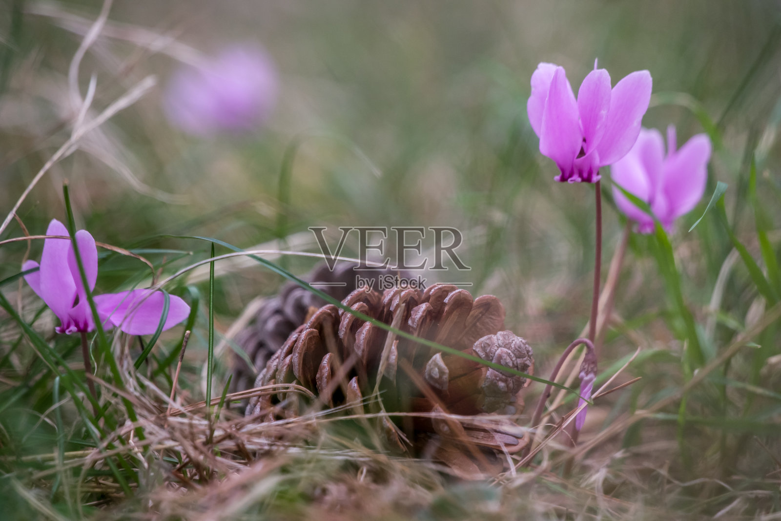 秋天照片摄影图片
