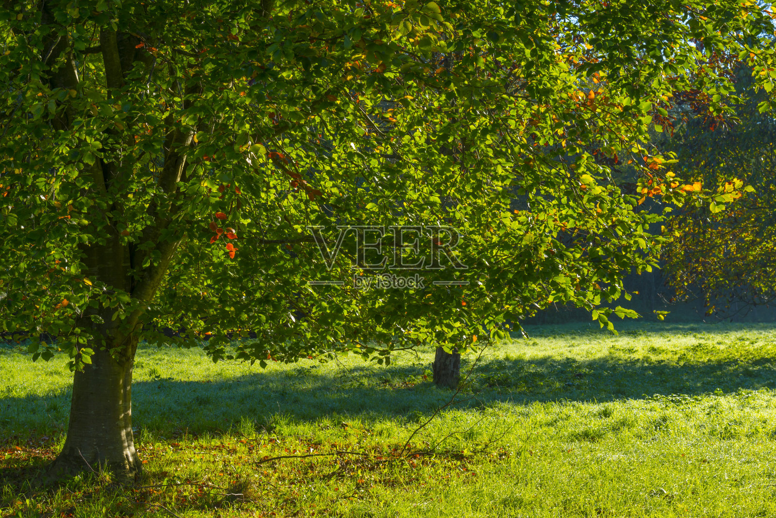 秋天,草地上的树叶在日出时明亮的阳光下五颜六色照片摄影图片